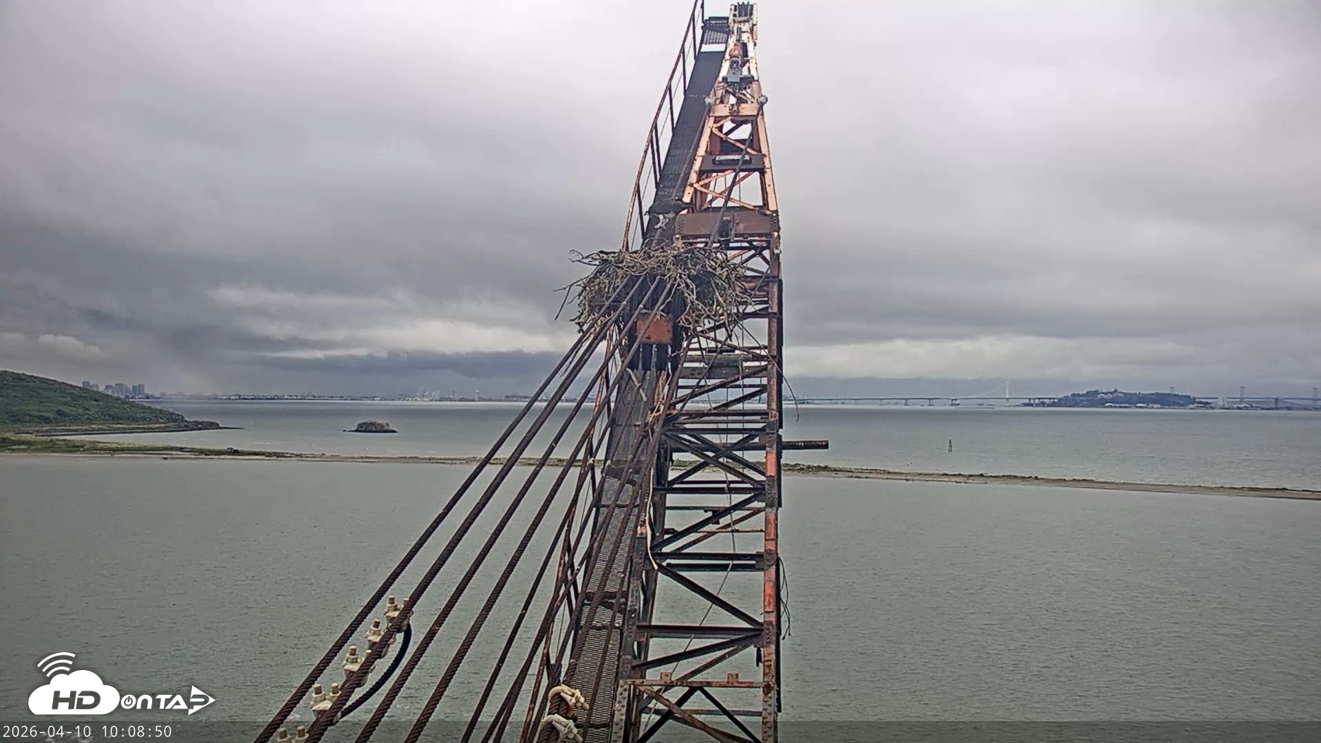 Snapshot of San Francisco Bay Osprey Nest Live Webcam taken Apr 10, 2026, 10:09am PDT