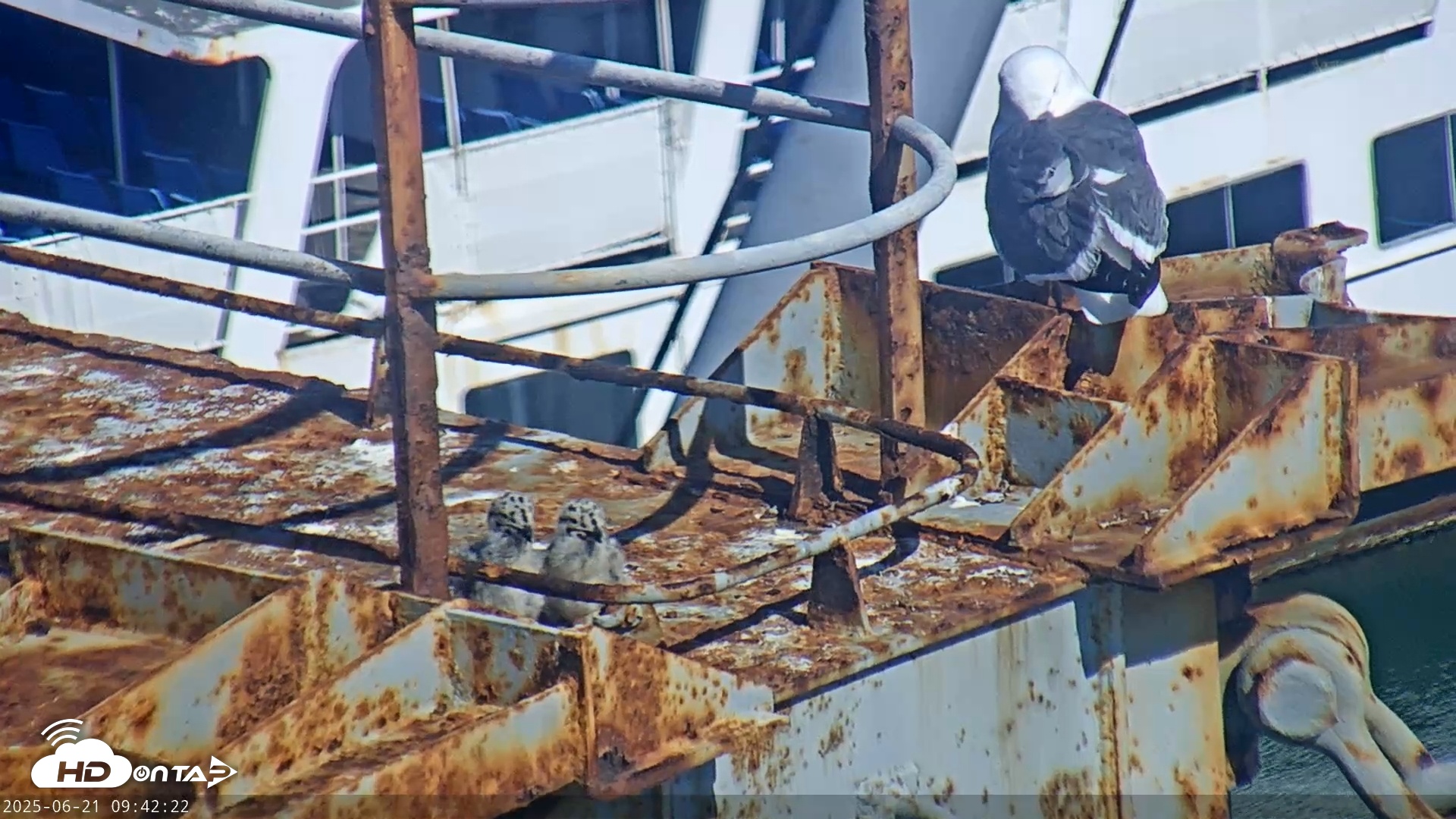 Snapshot of San Francisco Bay Osprey Nest Live Webcam taken Jun 21, 2025, 9:43am PDT