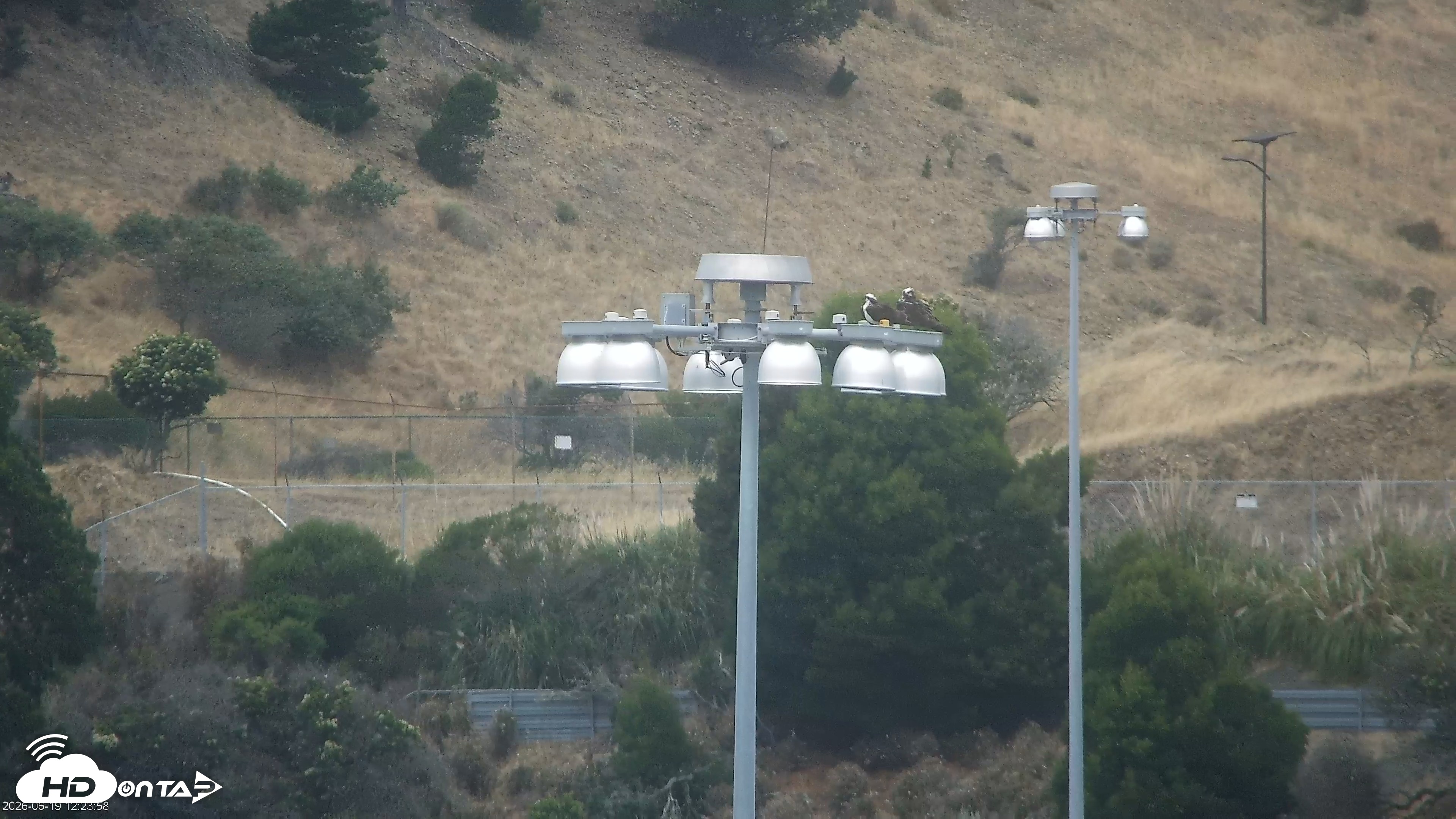 Snapshot of San Francisco Bay Osprey Nest Live Webcam taken Jun 19, 2026, 12:26pm PDT