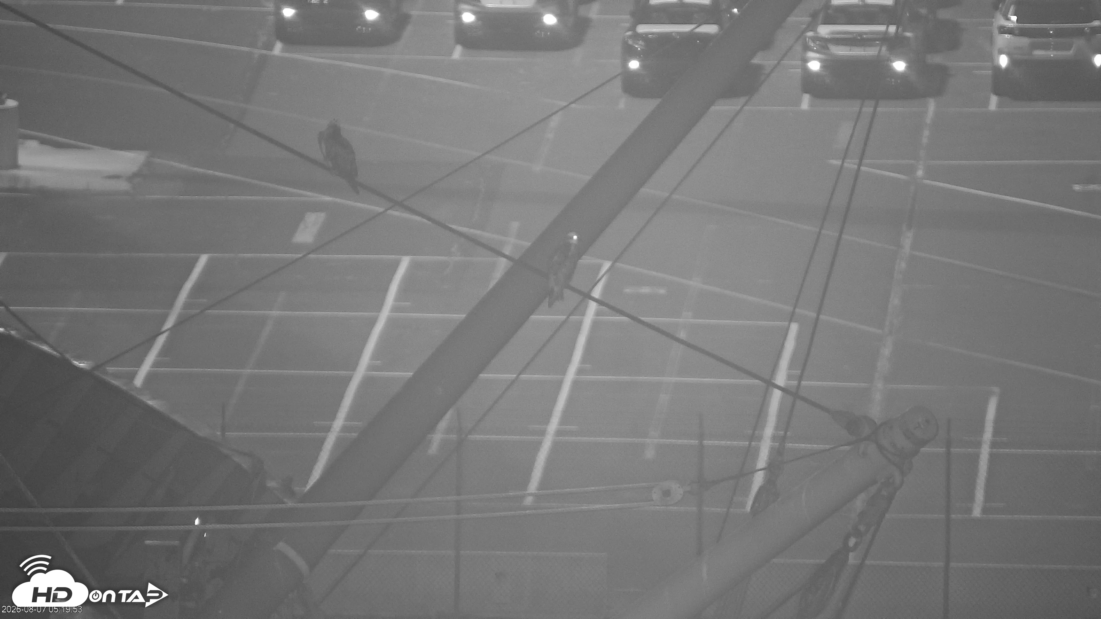 Snapshot of San Francisco Bay Osprey Nest Live Webcam taken Aug 7, 2026, 5:22am PDT