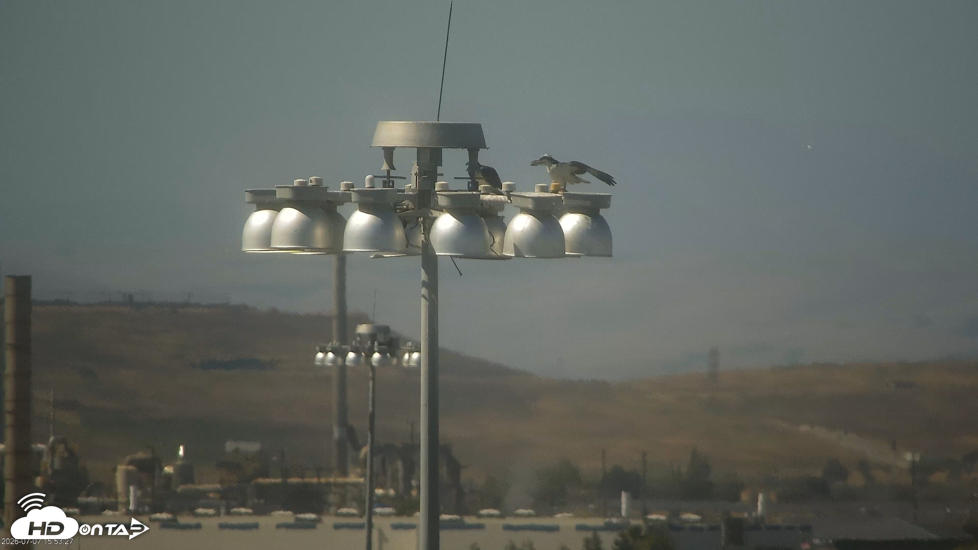 Snapshot of San Francisco Bay Osprey Nest Live Webcam taken Jul 7, 2026, 3:54pm PDT