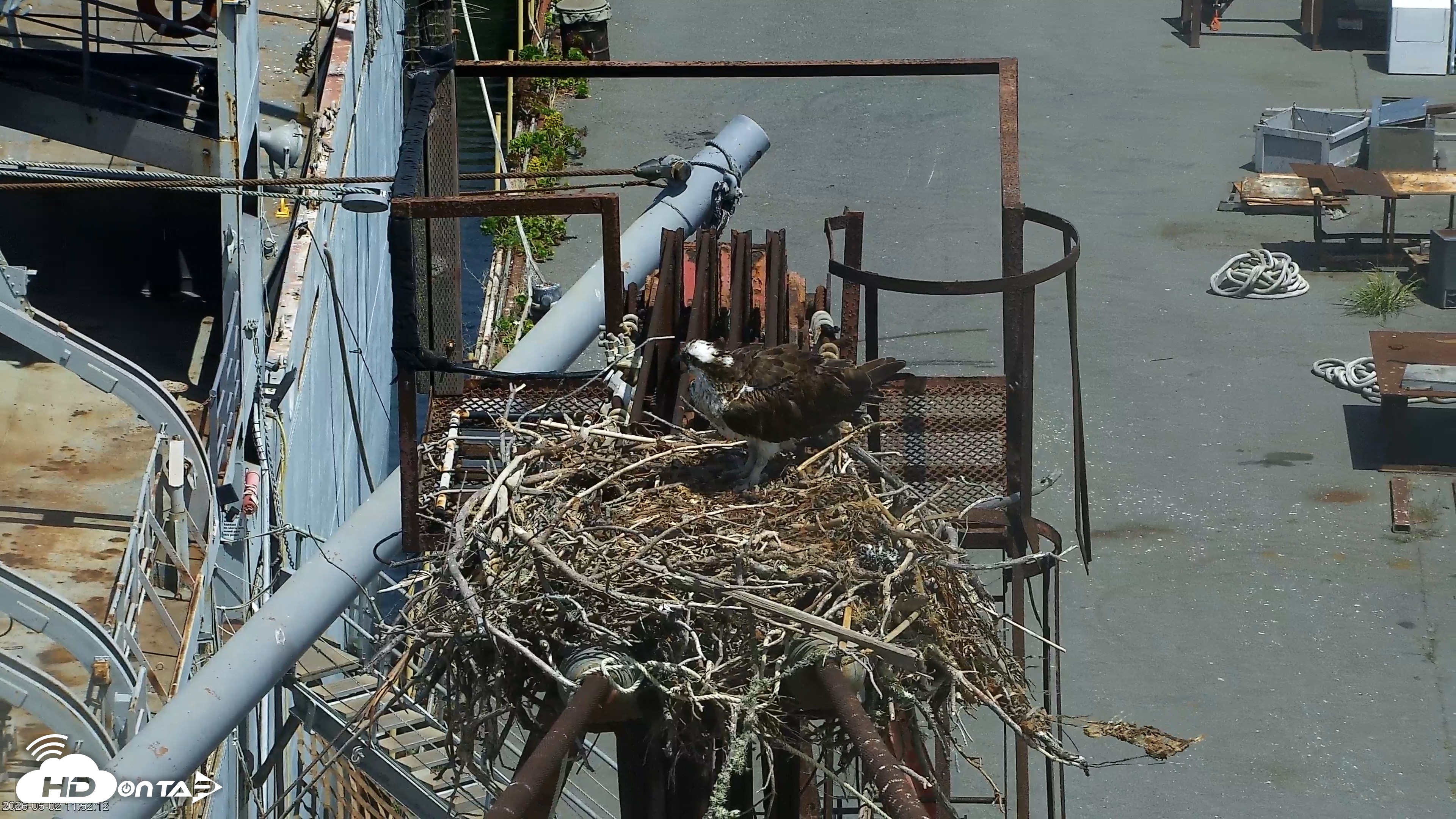 Snapshot of San Francisco Bay Osprey Nest Live Webcam taken Jun 2, 2026, 11:55am PDT