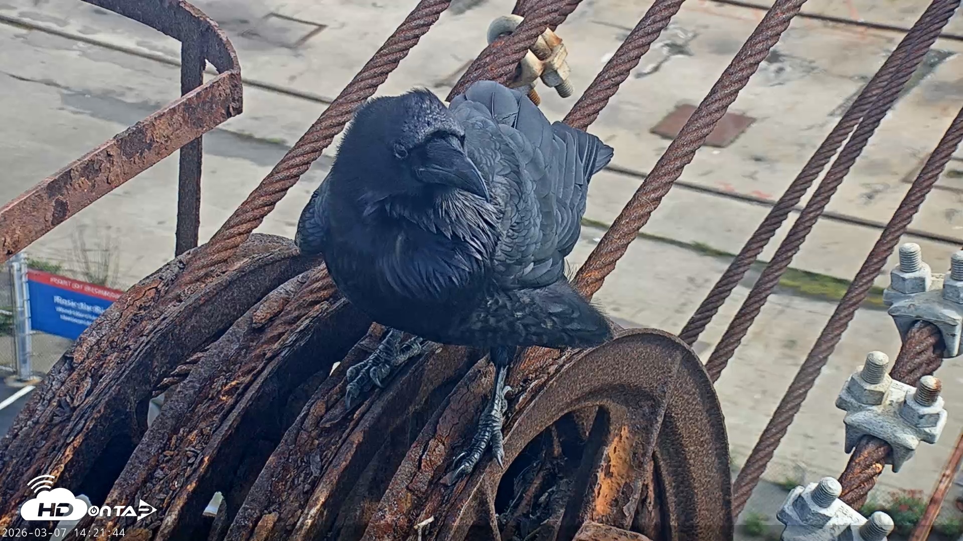 Snapshot of San Francisco Bay Osprey Nest Live Webcam taken Mar 7, 2026, 2:23pm PST