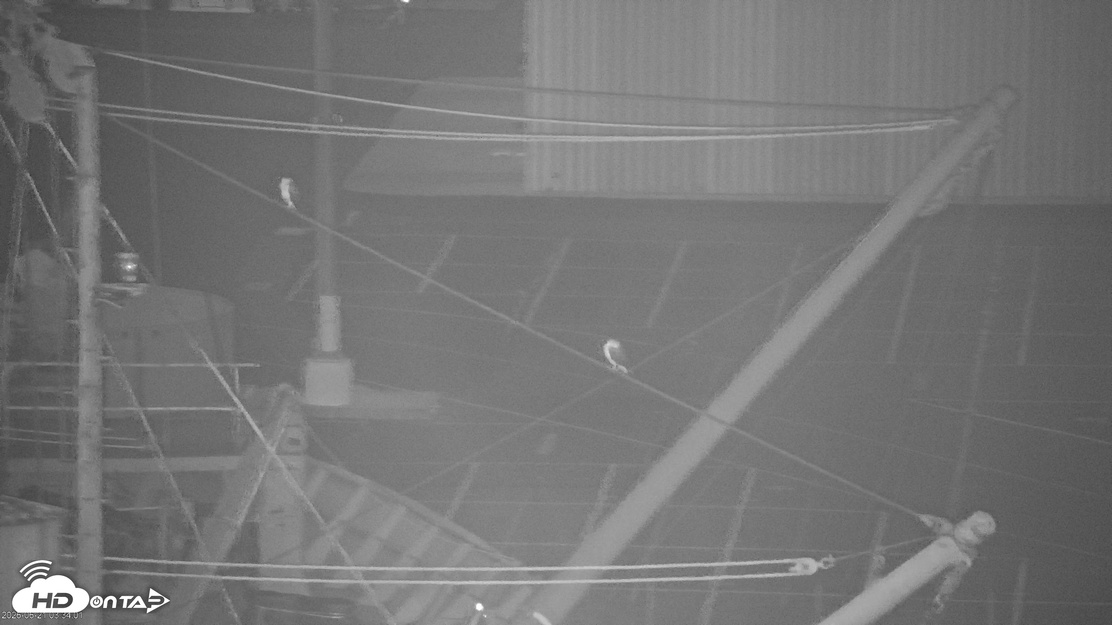Snapshot of San Francisco Bay Osprey Nest Live Webcam taken Jun 21, 2026, 3:36am PDT