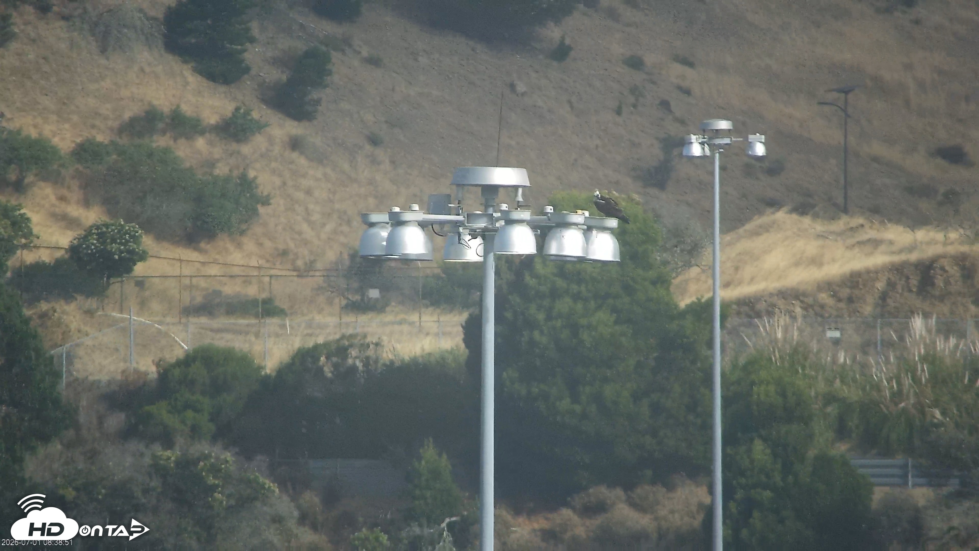 Snapshot of San Francisco Bay Osprey Nest Live Webcam taken Jul 1, 2026, 8:40am PDT