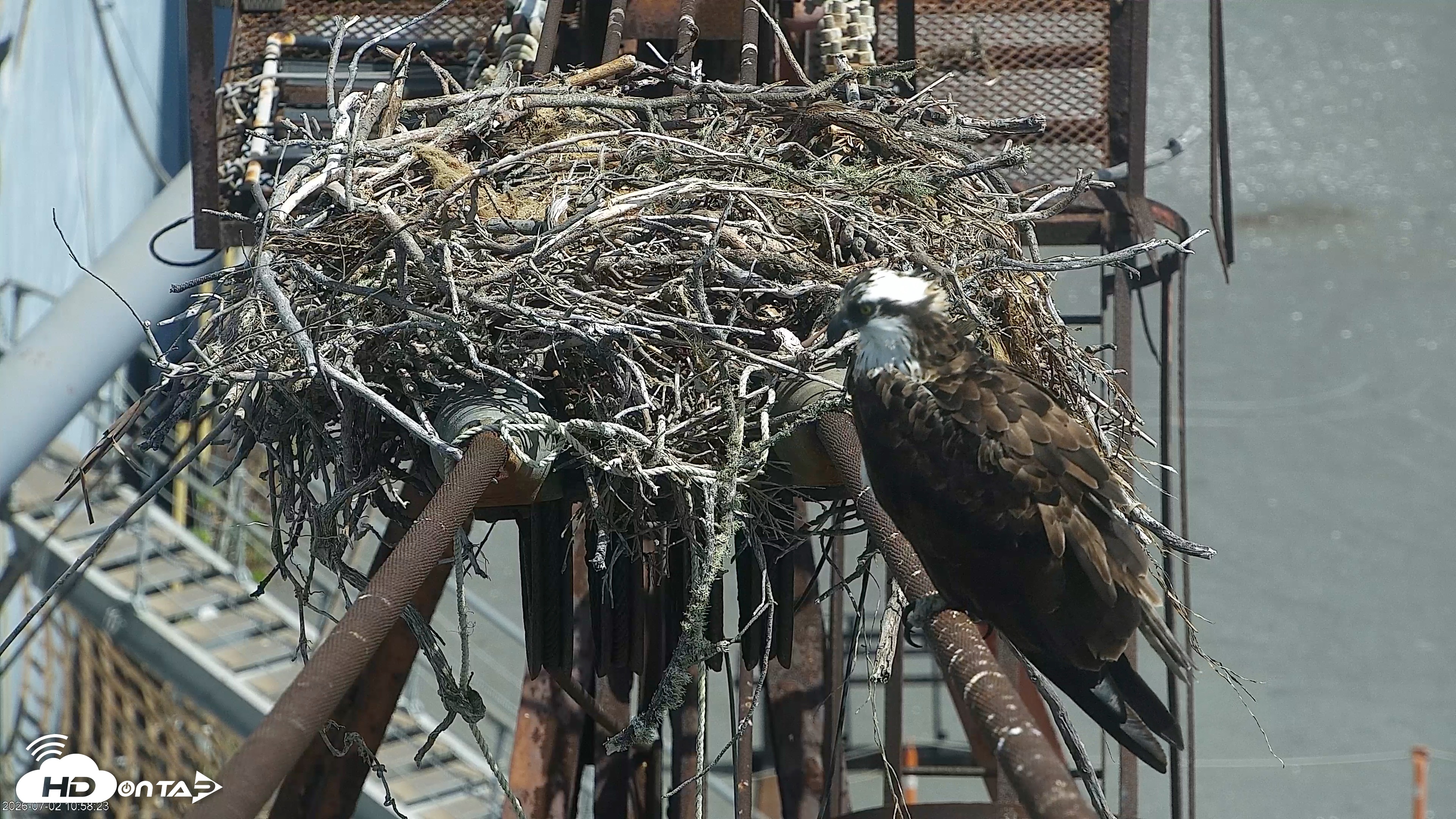 Snapshot of San Francisco Bay Osprey Nest Live Webcam taken Jul 2, 2026, 10:59am PDT