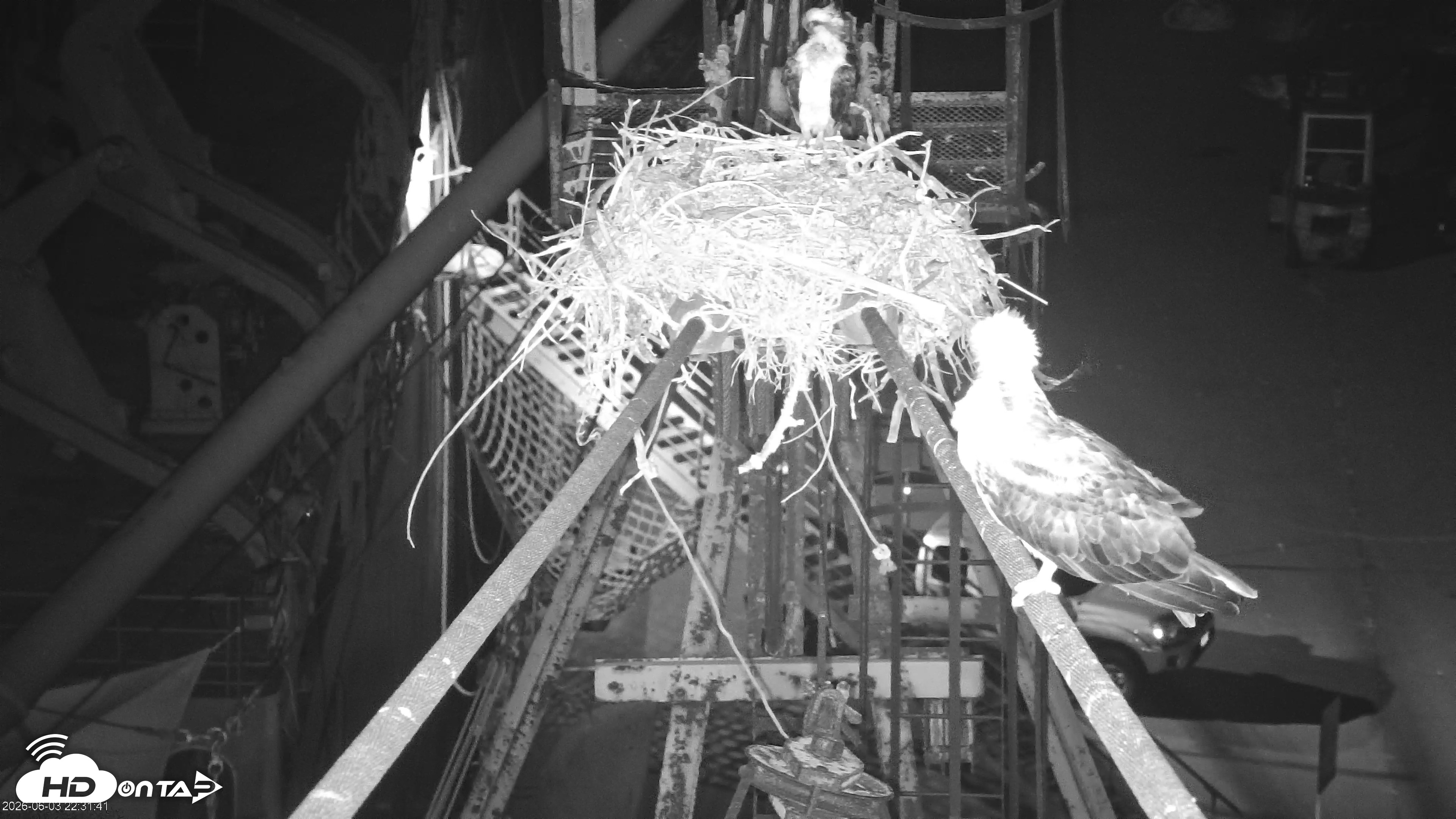 Snapshot of San Francisco Bay Osprey Nest Live Webcam taken Jun 3, 2026, 10:35pm PDT