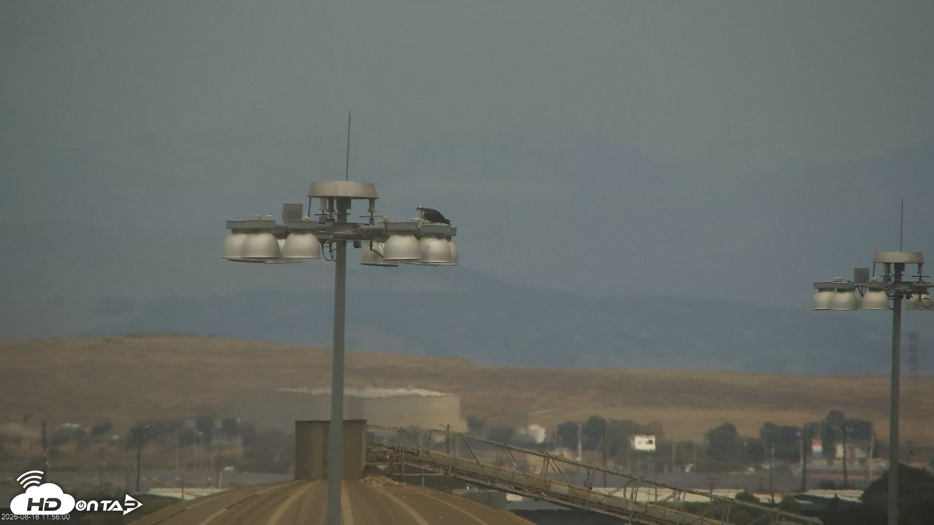Snapshot of San Francisco Bay Osprey Nest Live Webcam taken Aug 18, 2026, 11:58am PDT