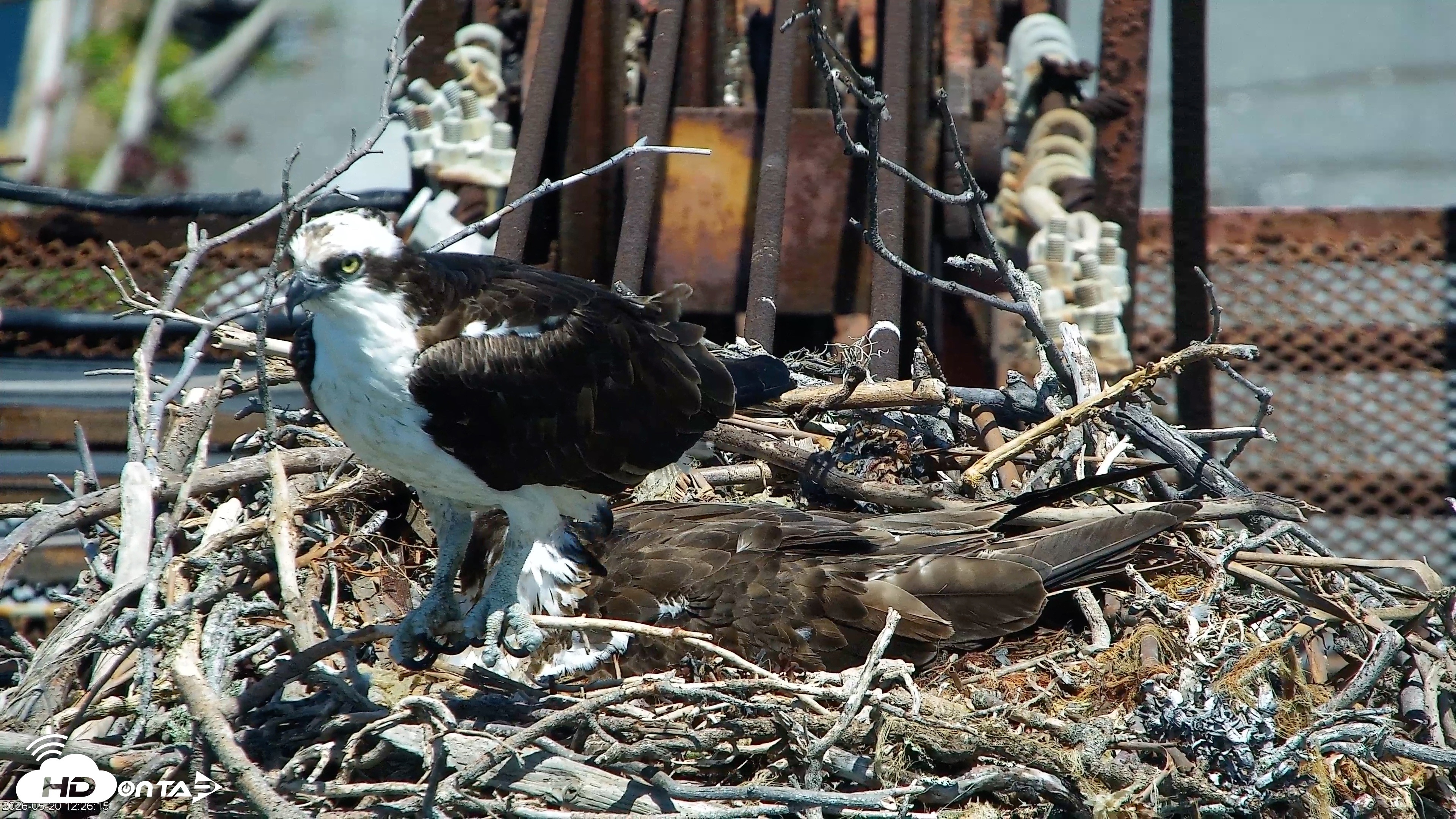 Snapshot of San Francisco Bay Osprey Nest Live Webcam taken May 20, 2026, 12:27pm PDT