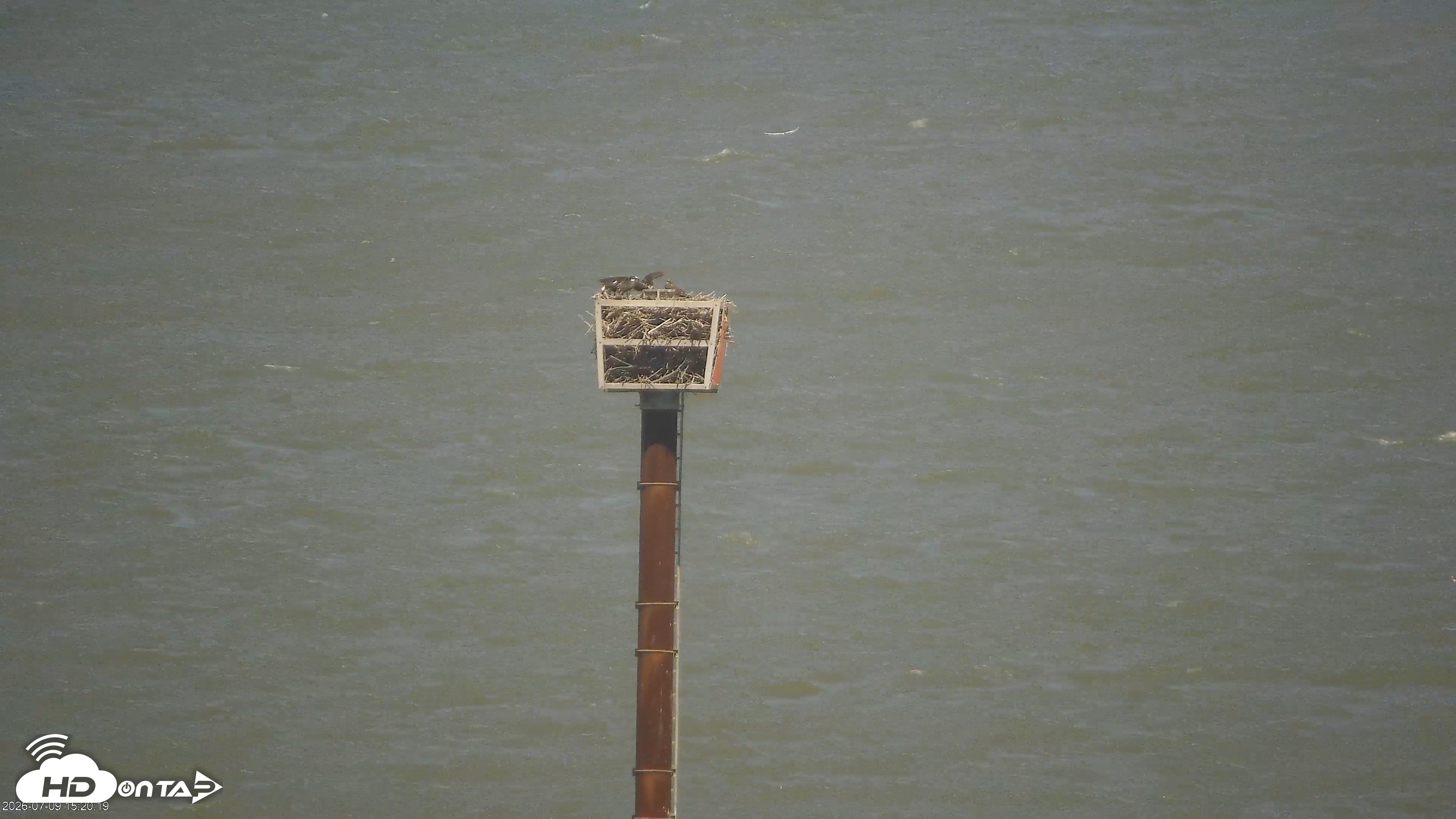 Snapshot of San Francisco Bay Osprey Nest Live Webcam taken Jul 9, 2026, 3:21pm PDT