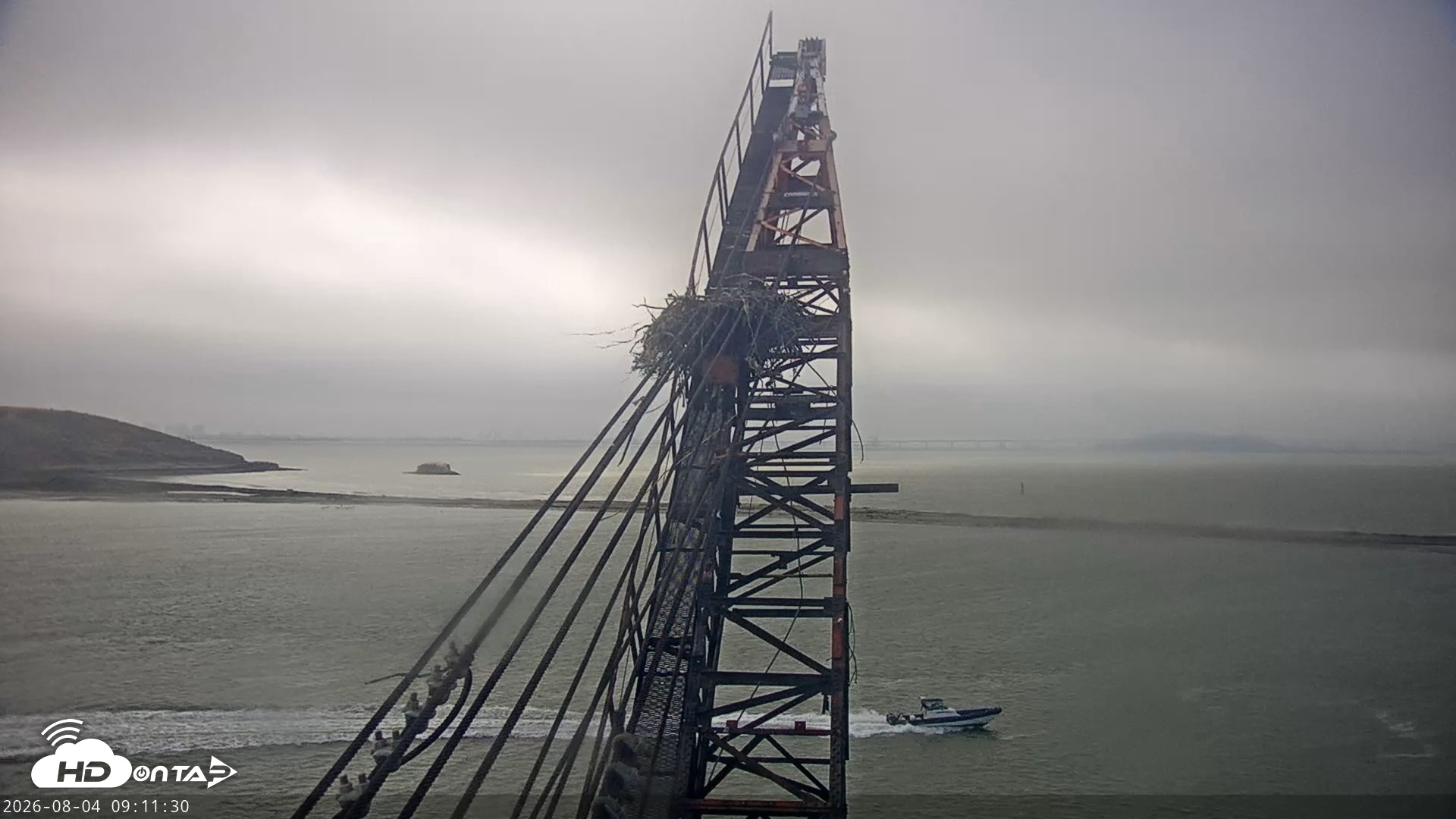 Snapshot of San Francisco Bay Osprey Nest Live Webcam taken Aug 4, 2026, 9:12am PDT