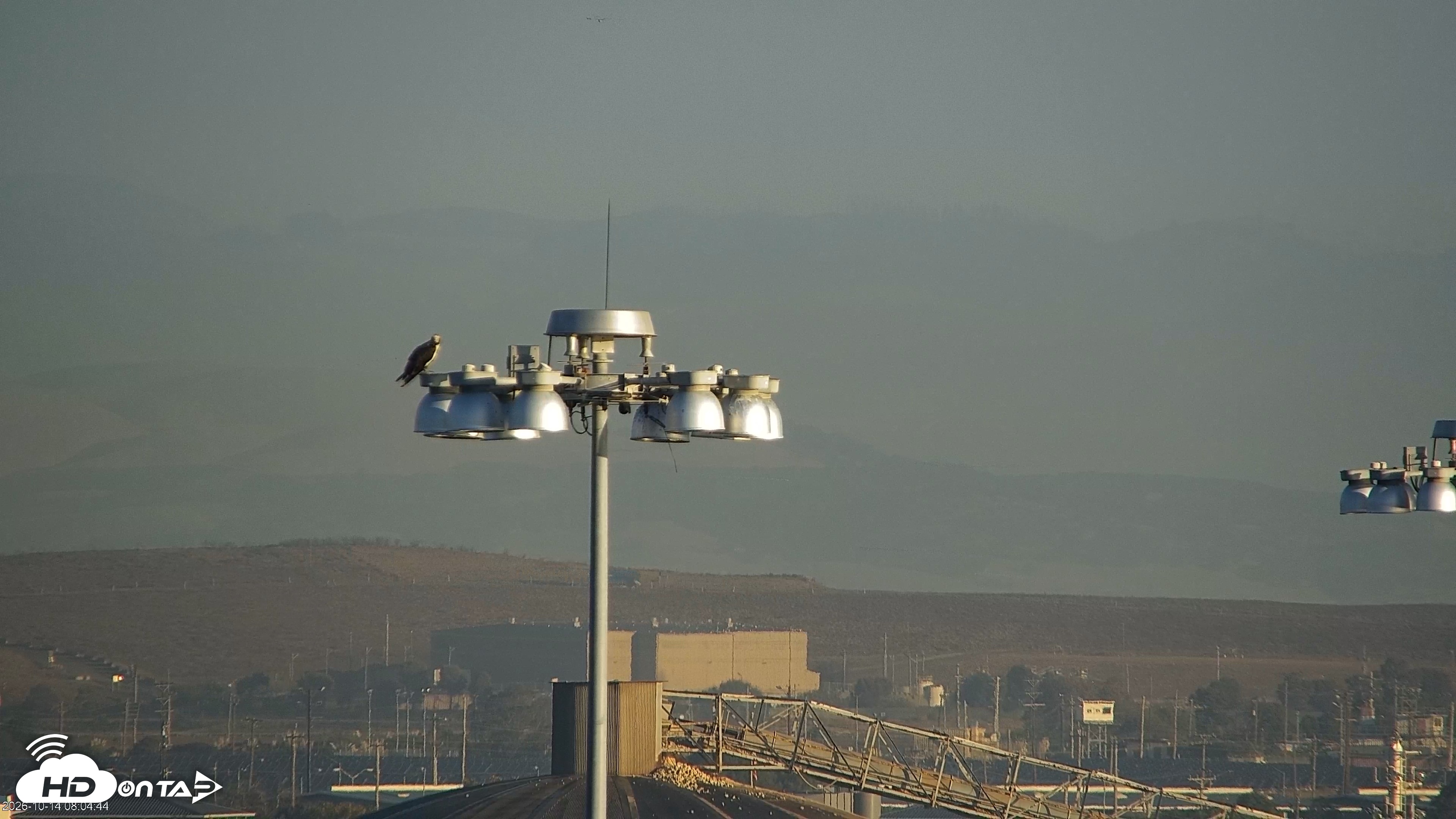 Snapshot of San Francisco Bay Osprey Nest Live Webcam taken Oct 14, 2026, 8:05am PDT