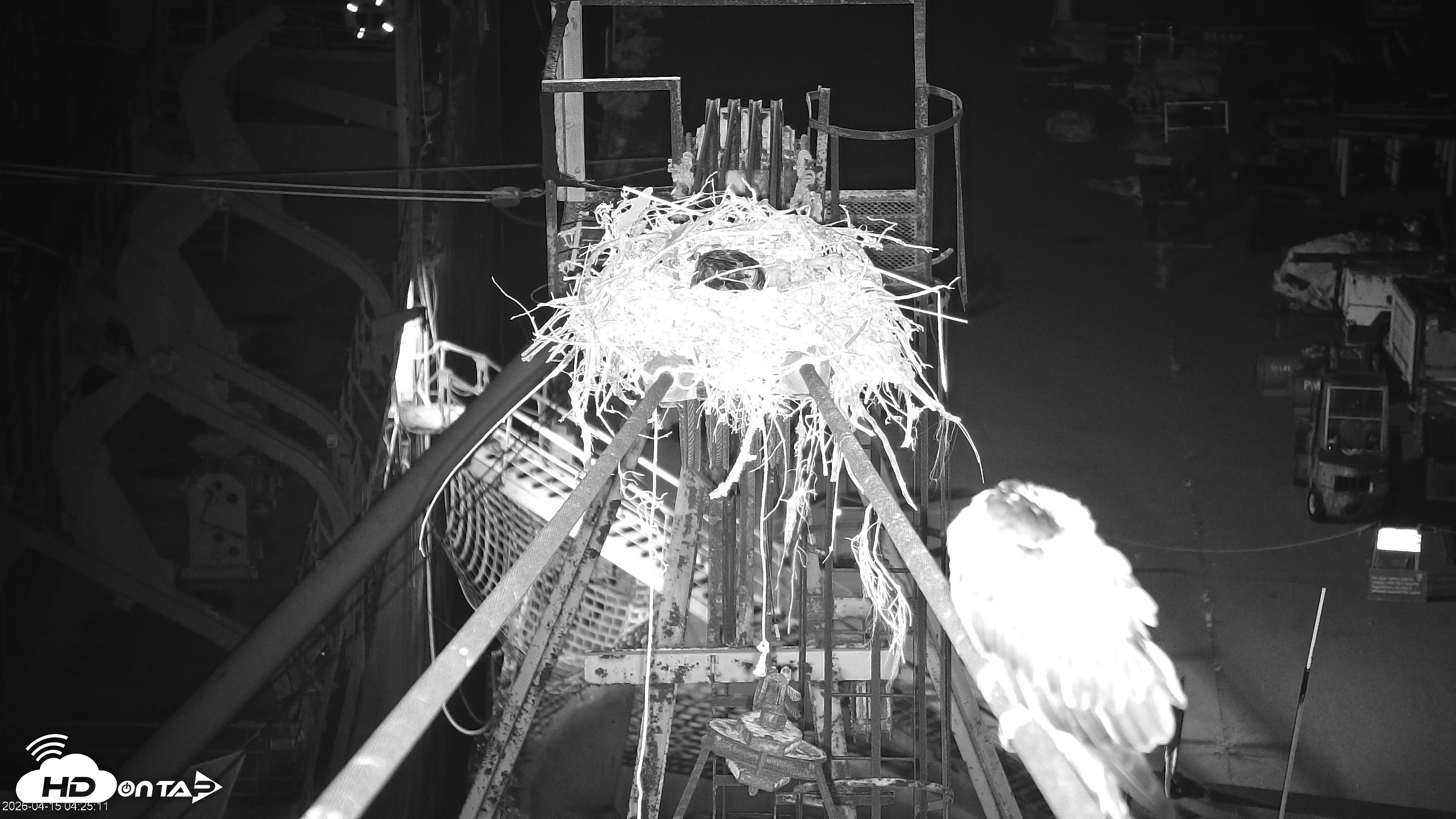 Snapshot of San Francisco Bay Osprey Nest Live Webcam taken Apr 15, 2026, 4:27am PDT