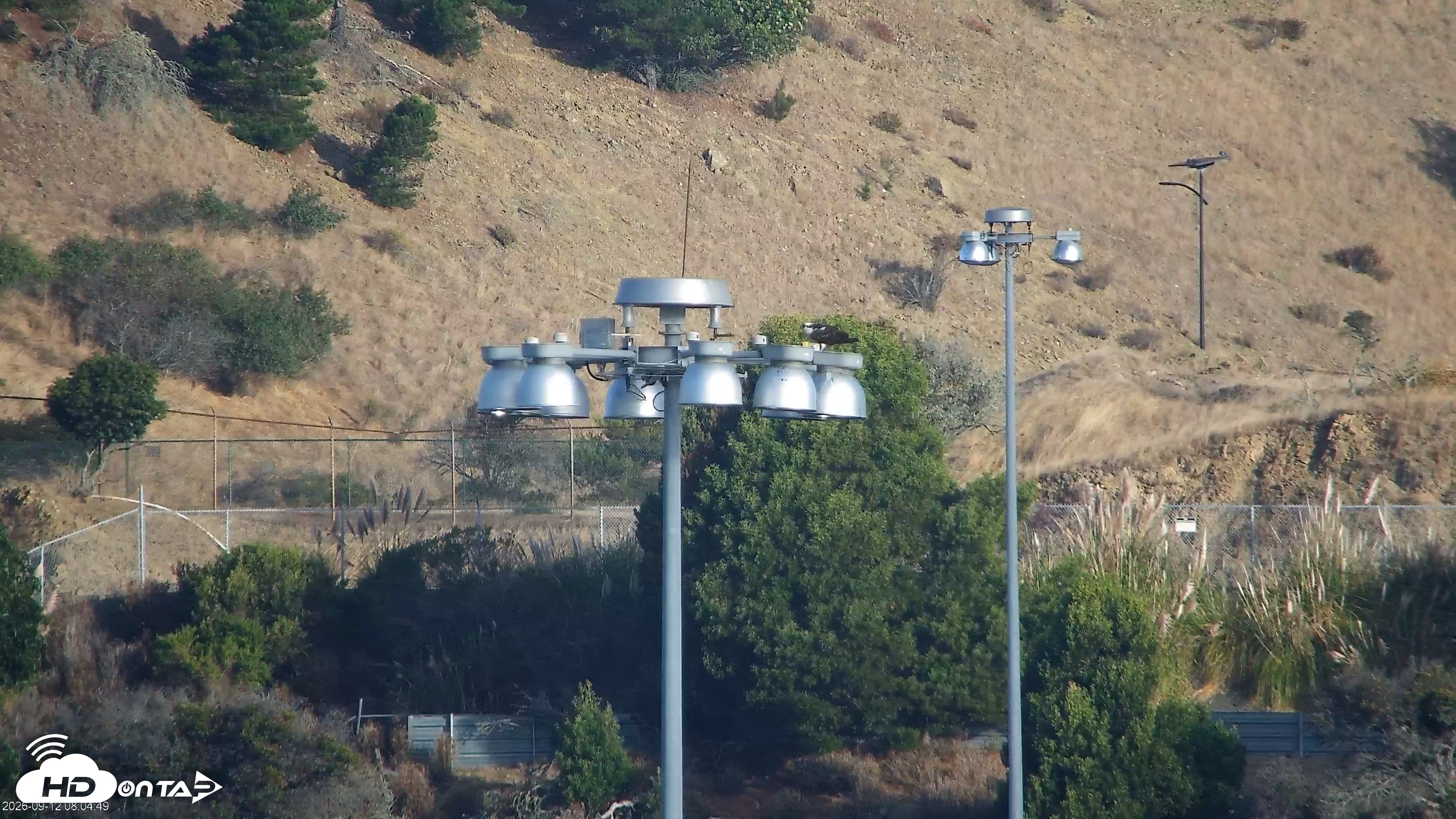 Snapshot of San Francisco Bay Osprey Nest Live Webcam taken Sep 12, 2026, 8:05am PDT