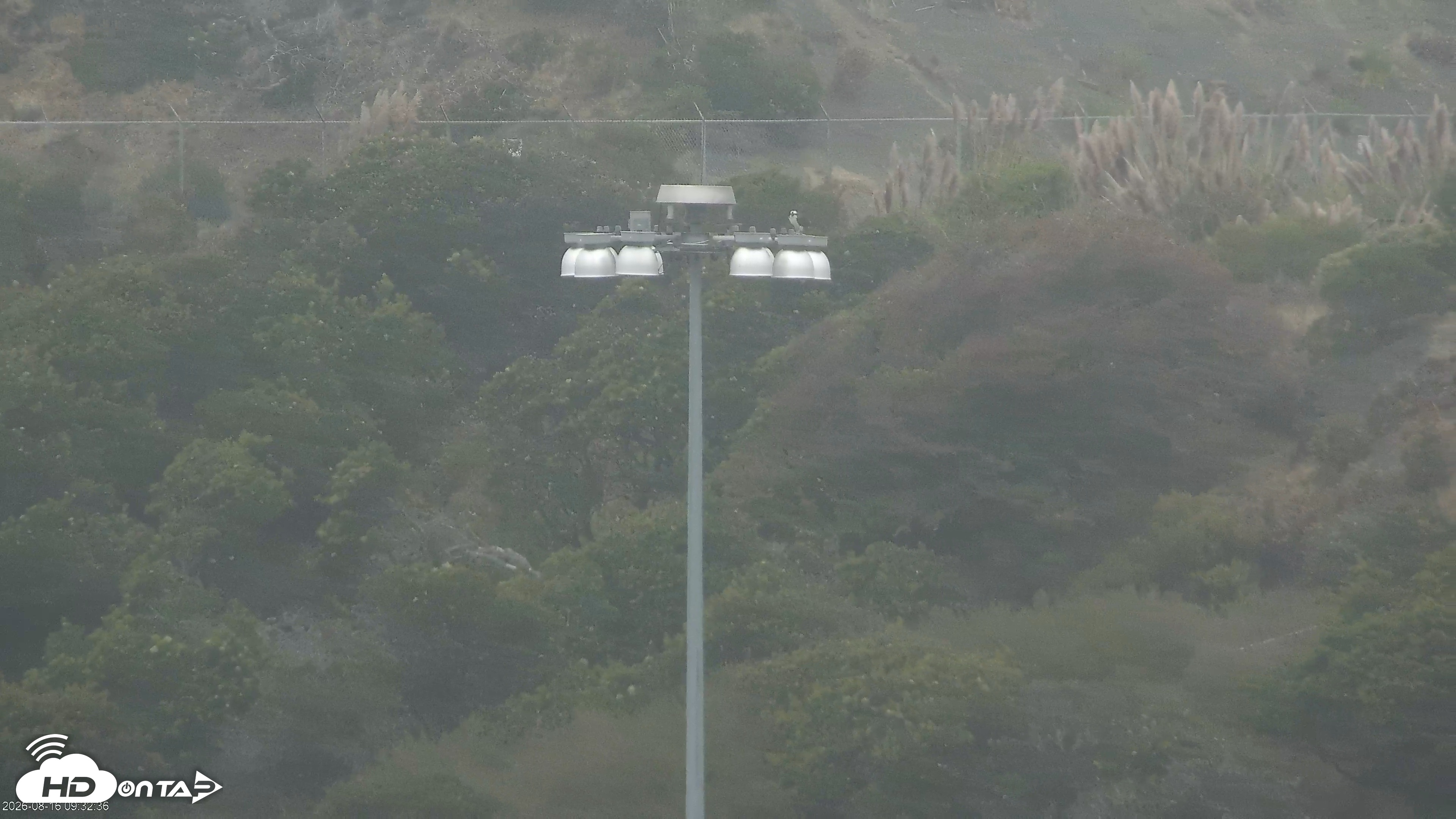 Snapshot of San Francisco Bay Osprey Nest Live Webcam taken Aug 16, 2026, 9:33am PDT
