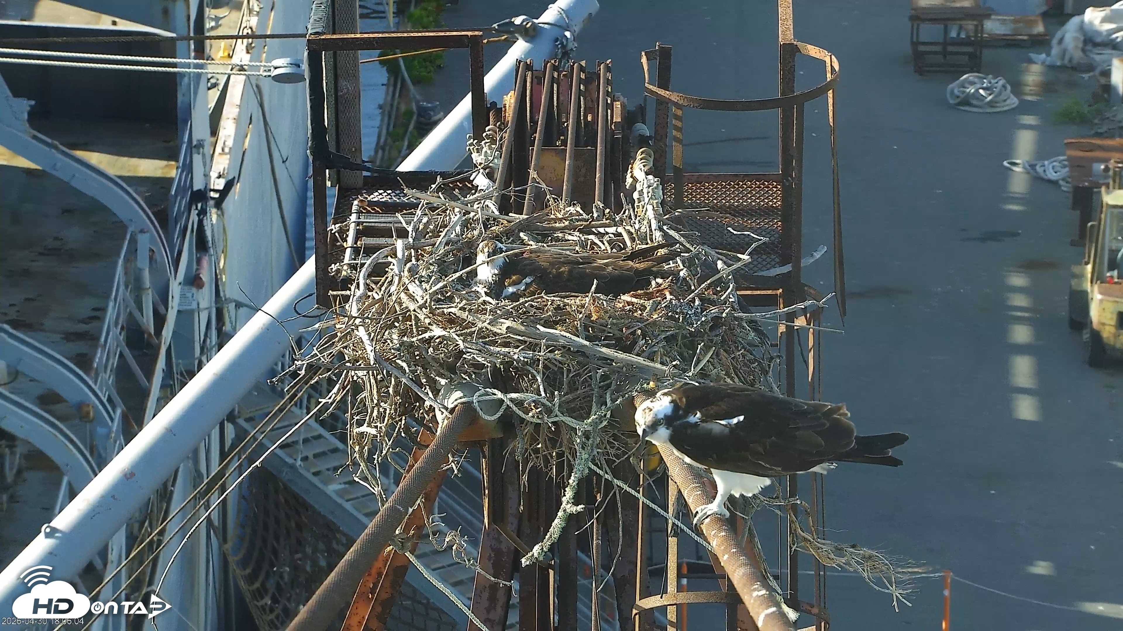 Snapshot of San Francisco Bay Osprey Nest Live Webcam taken Apr 30, 2026, 6:09pm PDT