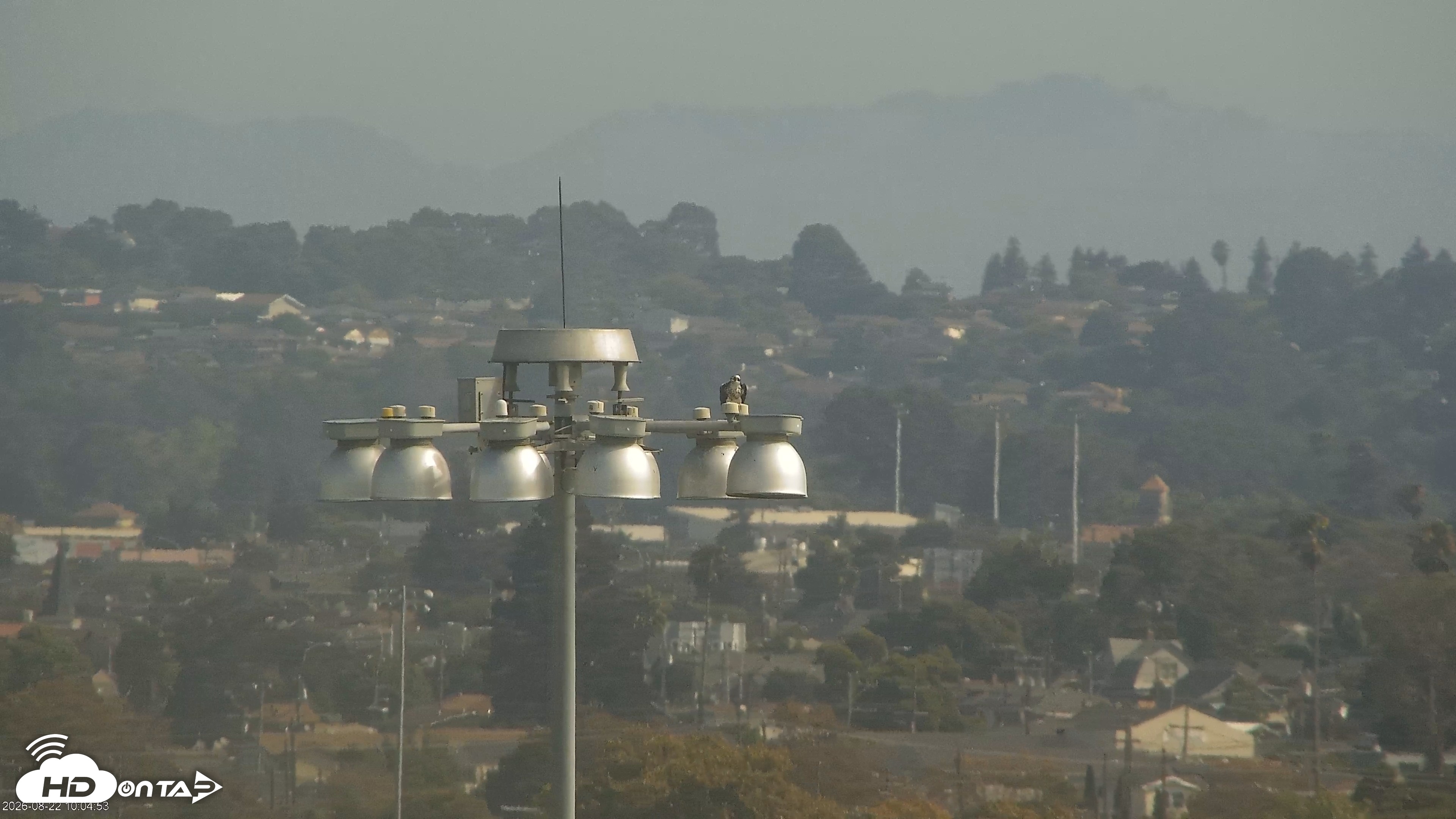 Snapshot of San Francisco Bay Osprey Nest Live Webcam taken Aug 22, 2026, 10:05am PDT