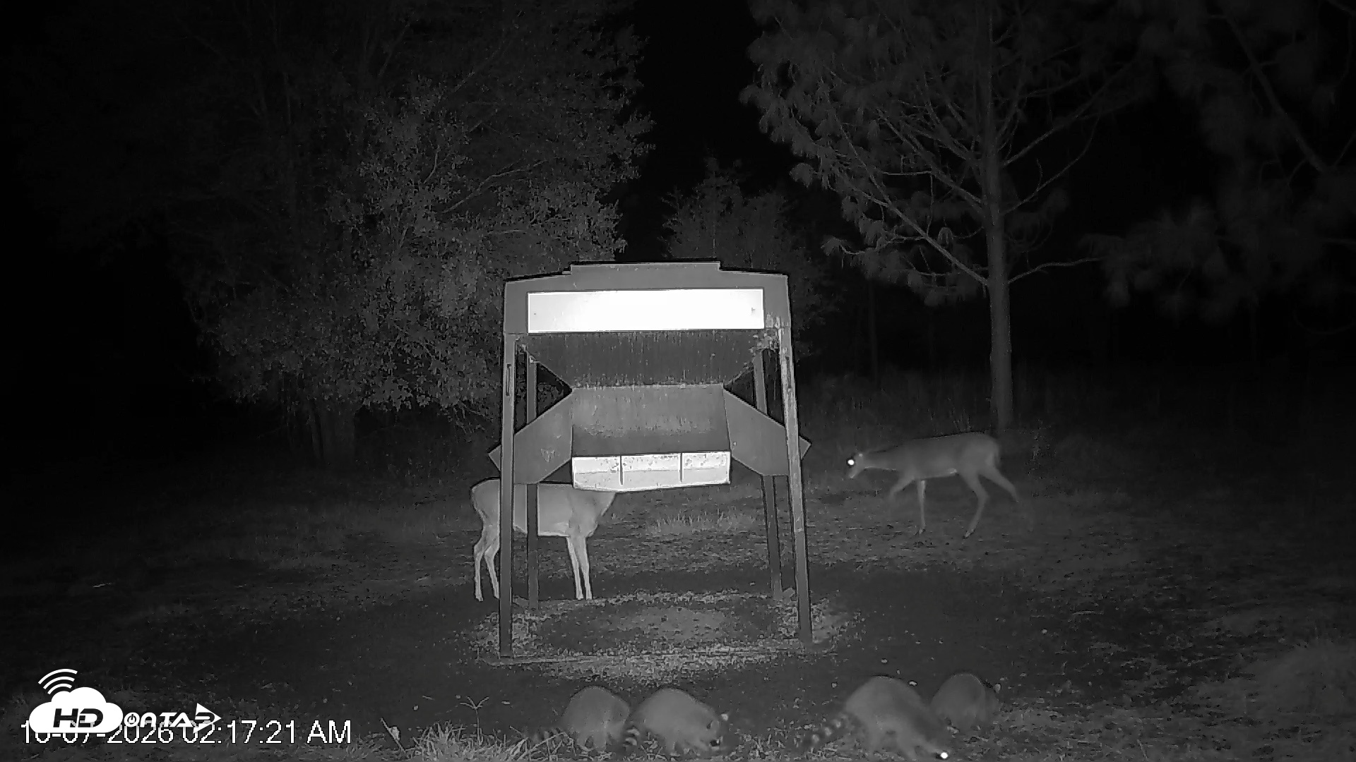 Snapshot of Leesburg Georgia Live Deer Feeder Webcam taken Oct 7, 2026, 2:17am EDT