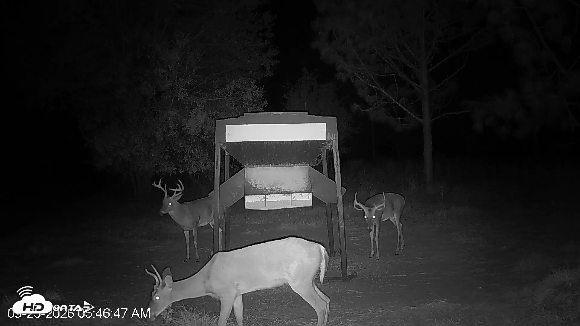 Snapshot of Leesburg Georgia Live Deer Feeder Webcam taken Sep 25, 2026, 5:46am EDT