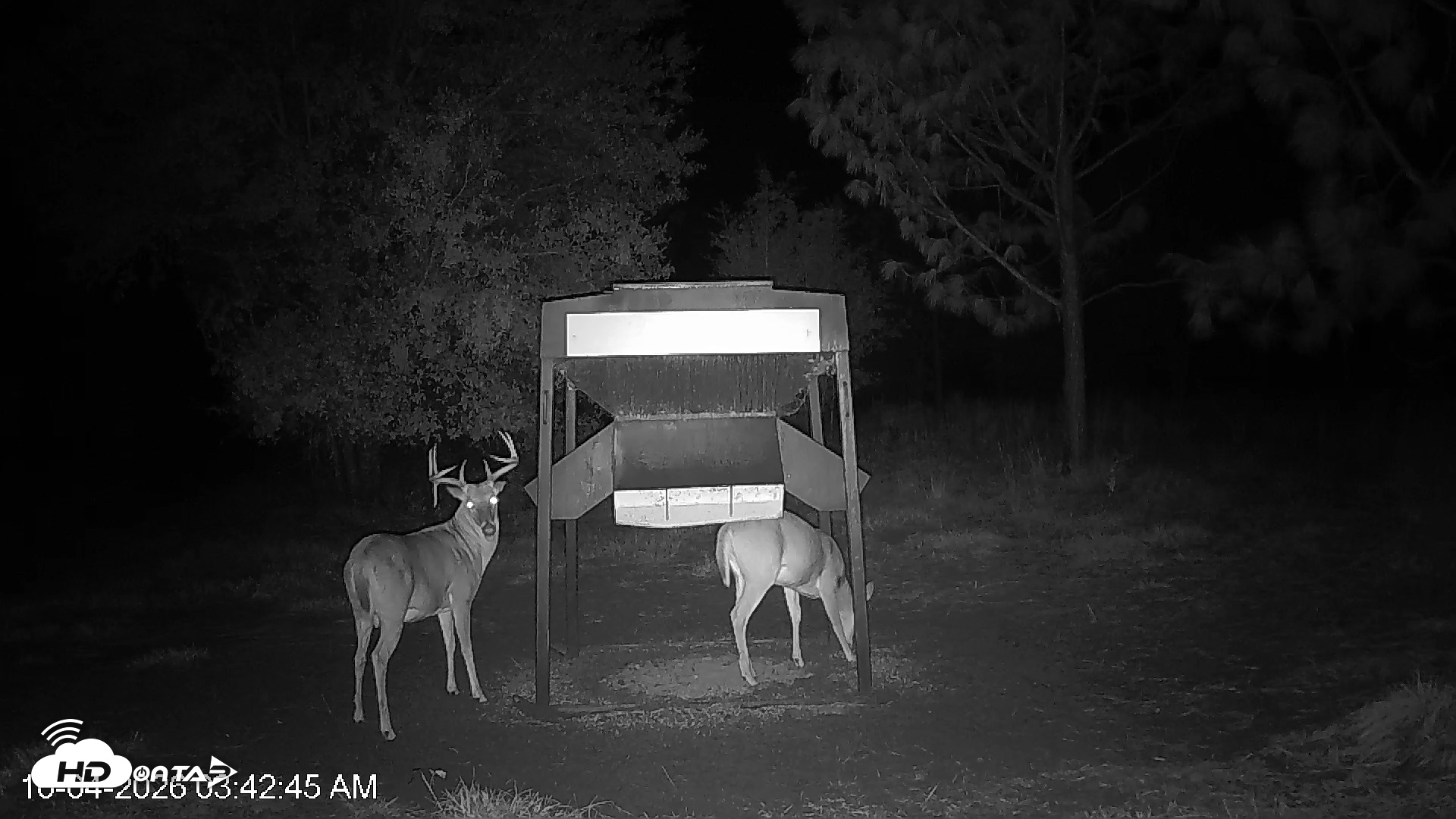Snapshot of Leesburg Georgia Live Deer Feeder Webcam taken Oct 4, 2026, 3:42am EDT