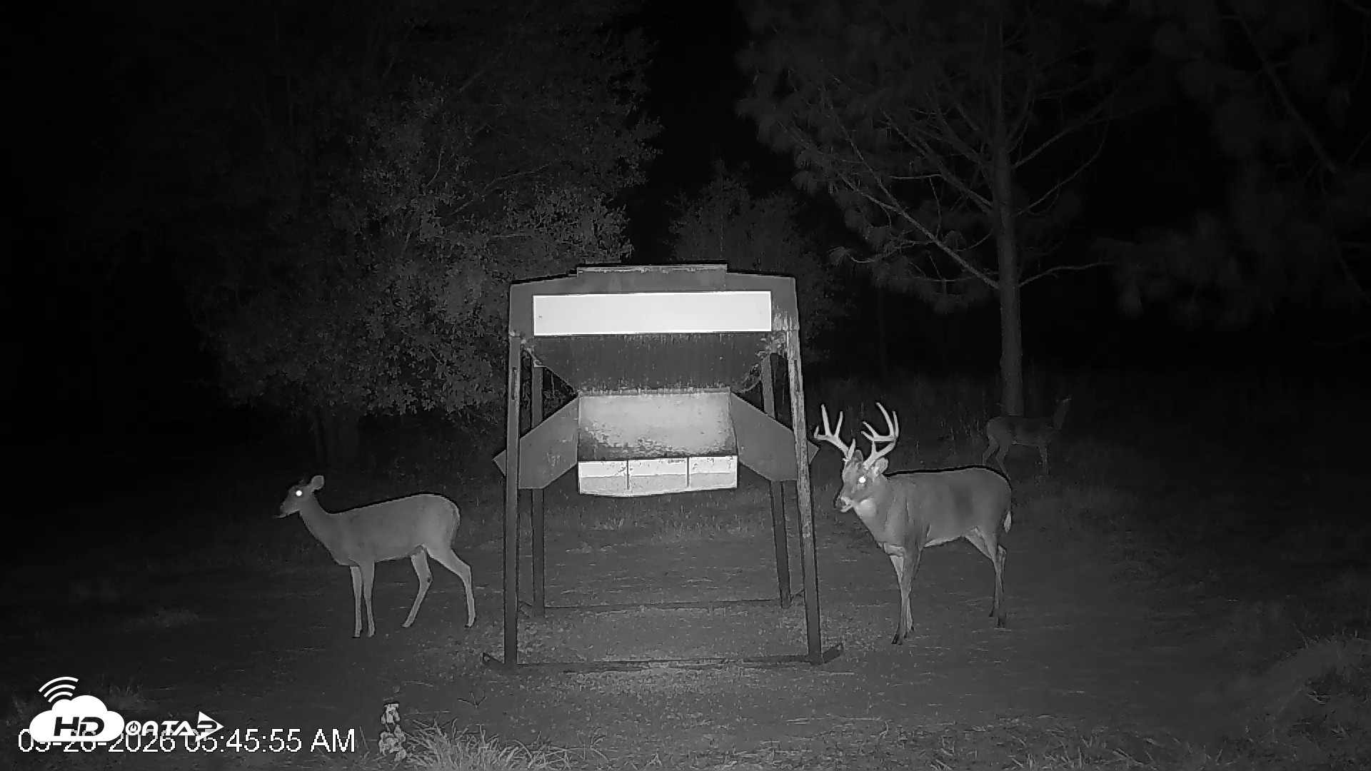 Snapshot of Leesburg Georgia Live Deer Feeder Webcam taken Sep 26, 2026, 5:45am EDT