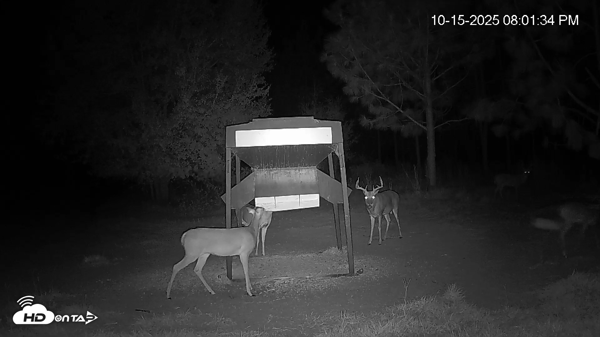 Snapshot of Leesburg Georgia Live Deer Feeder Webcam taken Oct 15, 2025, 8:03pm EDT