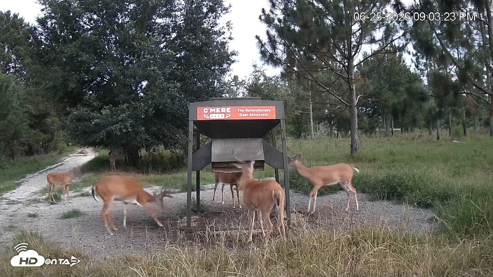 Snapshot of Leesburg Georgia Live Deer Feeder Webcam taken Jun 25, 2026, 9:03pm EDT