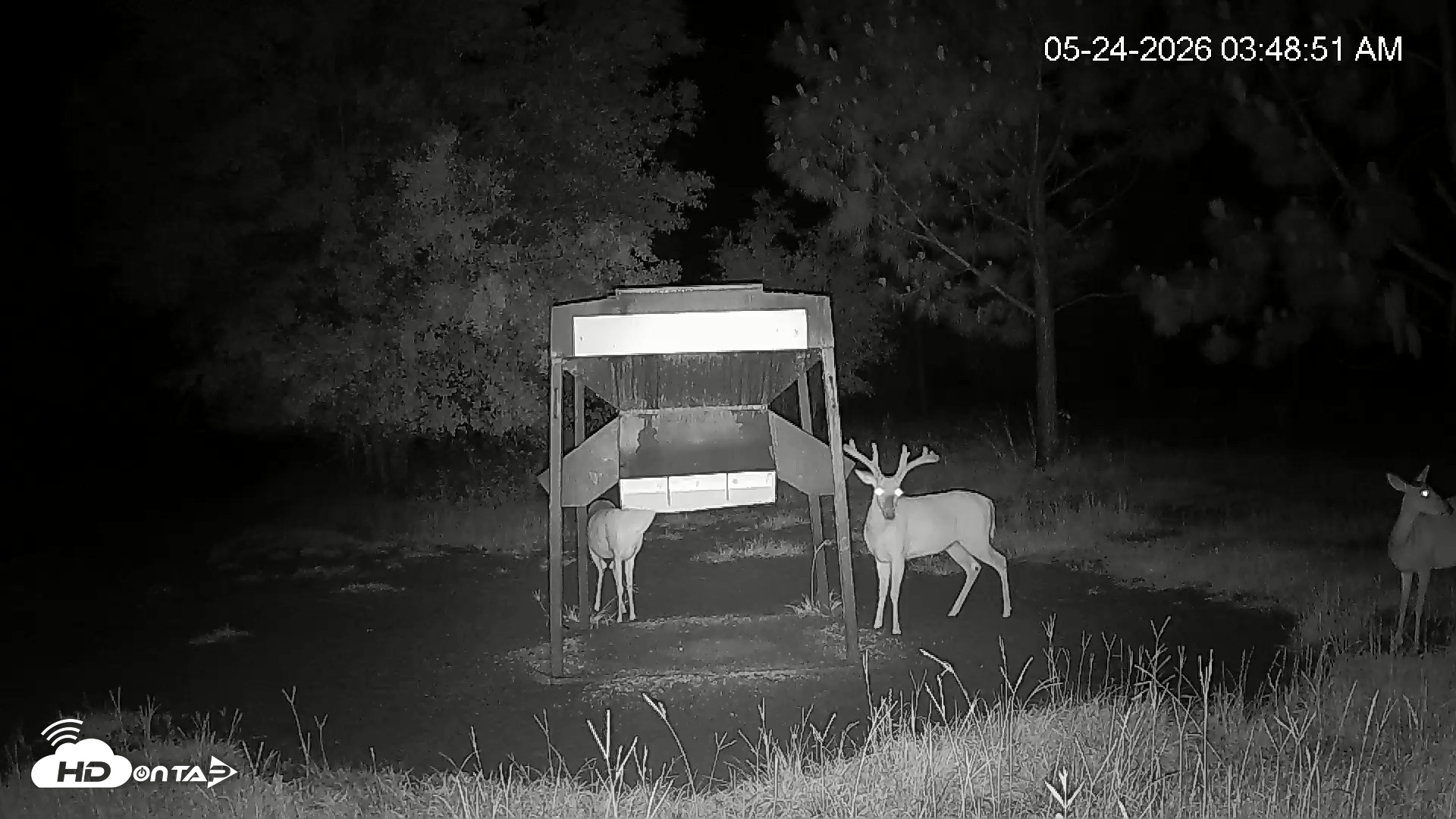 Snapshot of Leesburg Georgia Live Deer Feeder Webcam taken May 24, 2026, 3:49am EDT