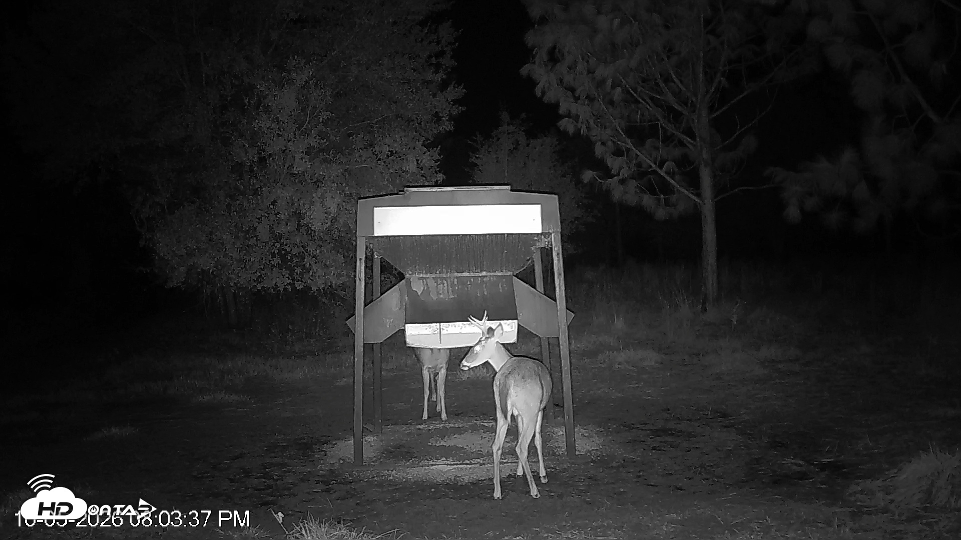 Snapshot of Leesburg Georgia Live Deer Feeder Webcam taken Oct 5, 2026, 8:03pm EDT