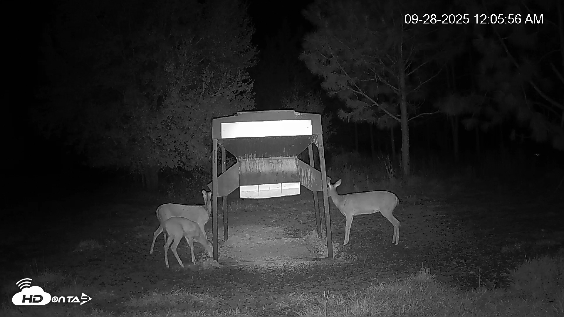 Snapshot of Leesburg Georgia Live Deer Feeder Webcam taken Sep 28, 2025, 12:05am EDT