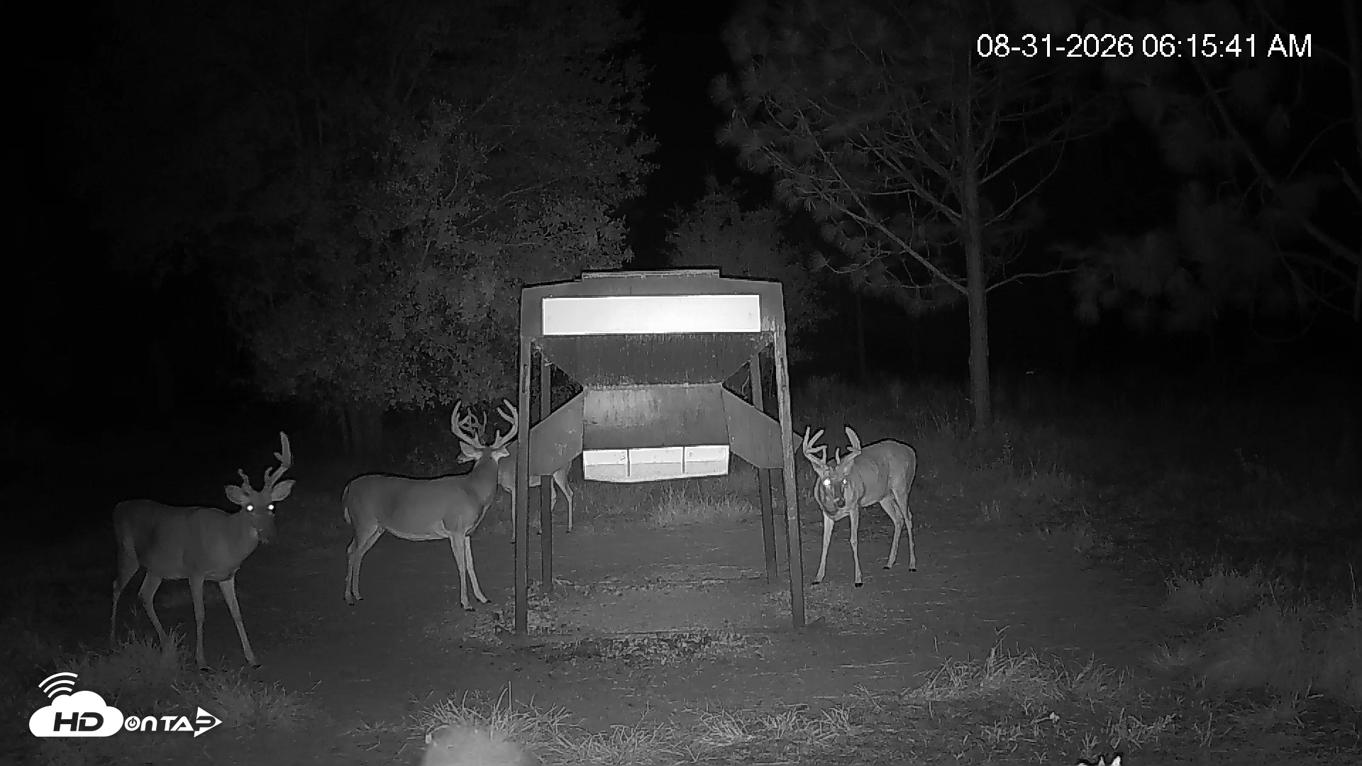 Snapshot of Leesburg Georgia Live Deer Feeder Webcam taken Aug 31, 2026, 6:15am EDT