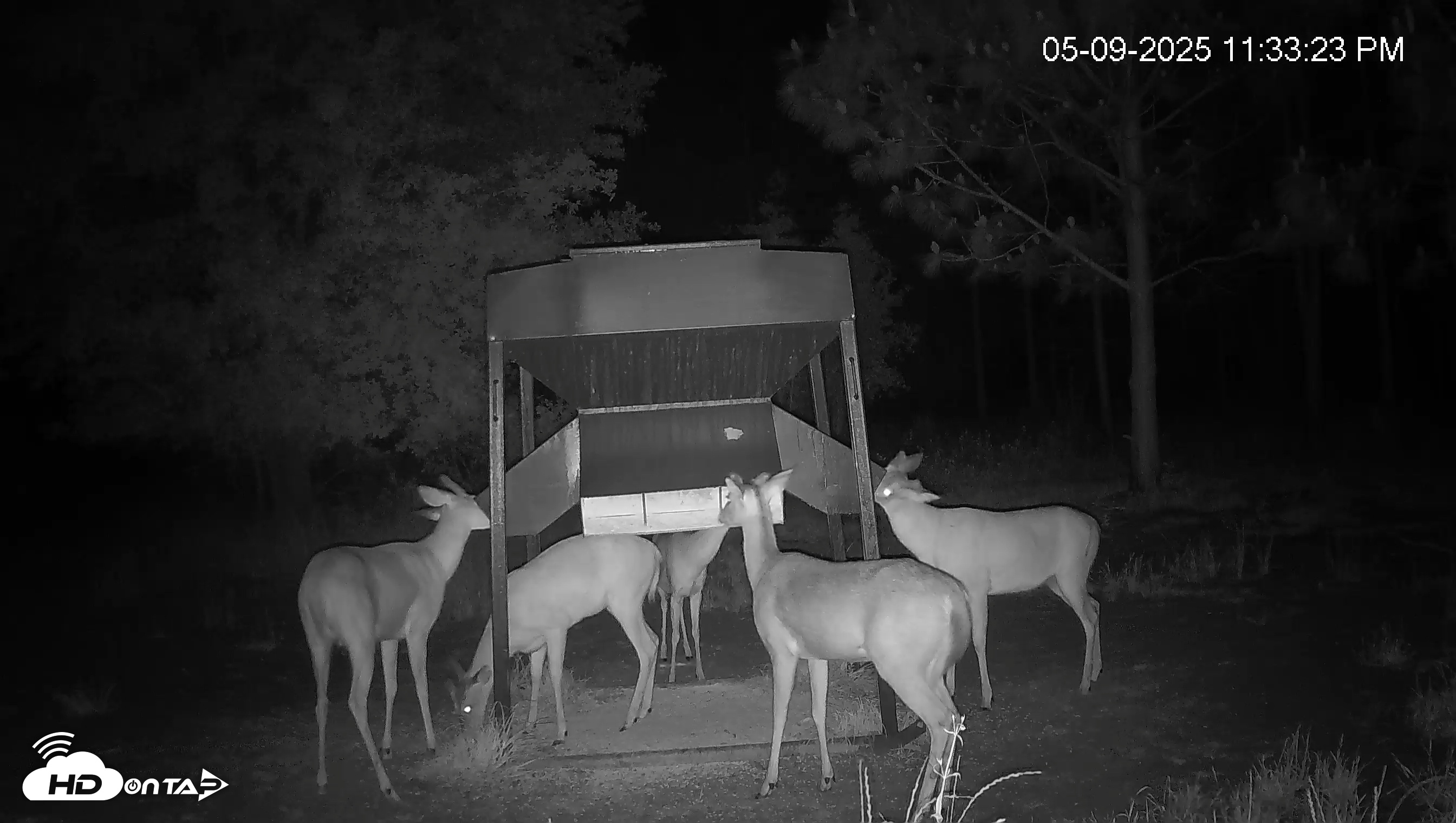 Snapshot of Leesburg Georgia Live Deer Feeder Webcam taken May 9, 2025, 11:33pm EDT