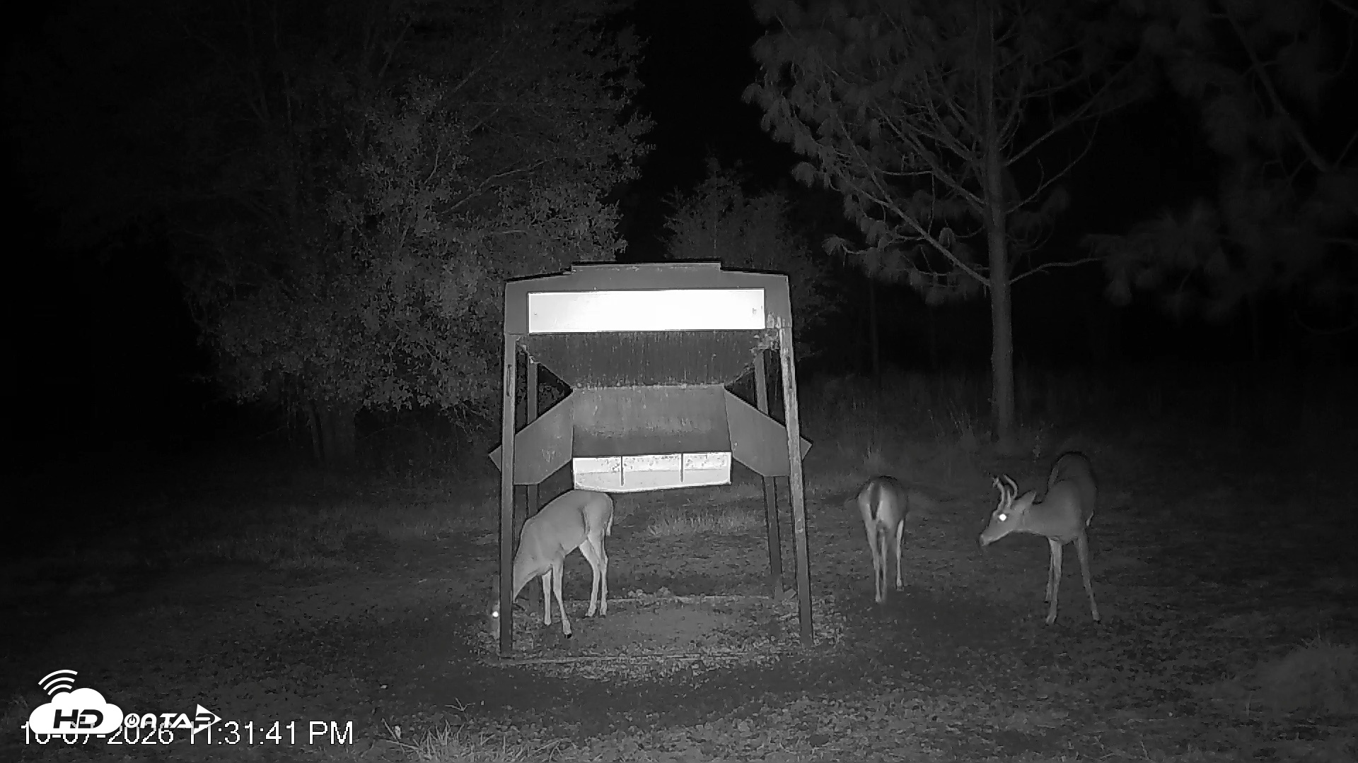 Snapshot of Leesburg Georgia Live Deer Feeder Webcam taken Oct 7, 2026, 11:31pm EDT