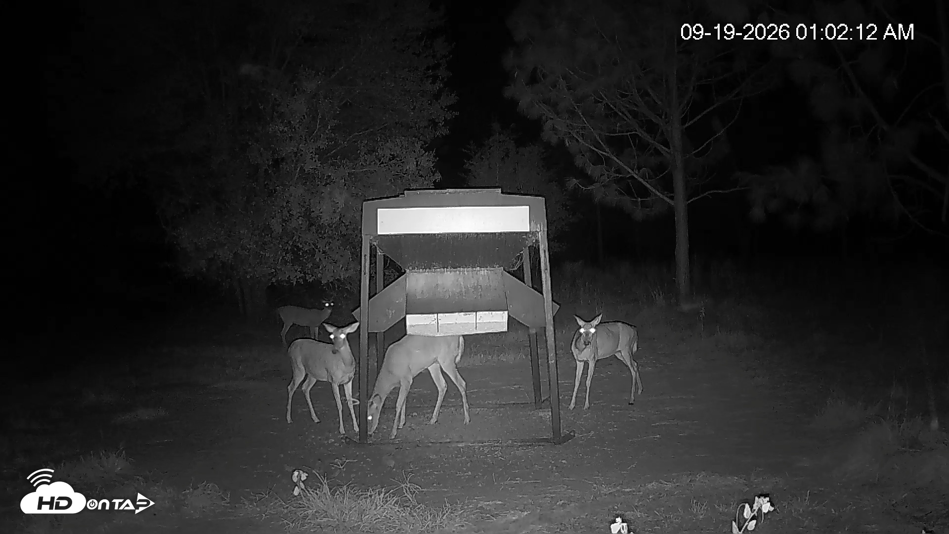 Snapshot of Leesburg Georgia Live Deer Feeder Webcam taken Sep 19, 2026, 1:02am EDT