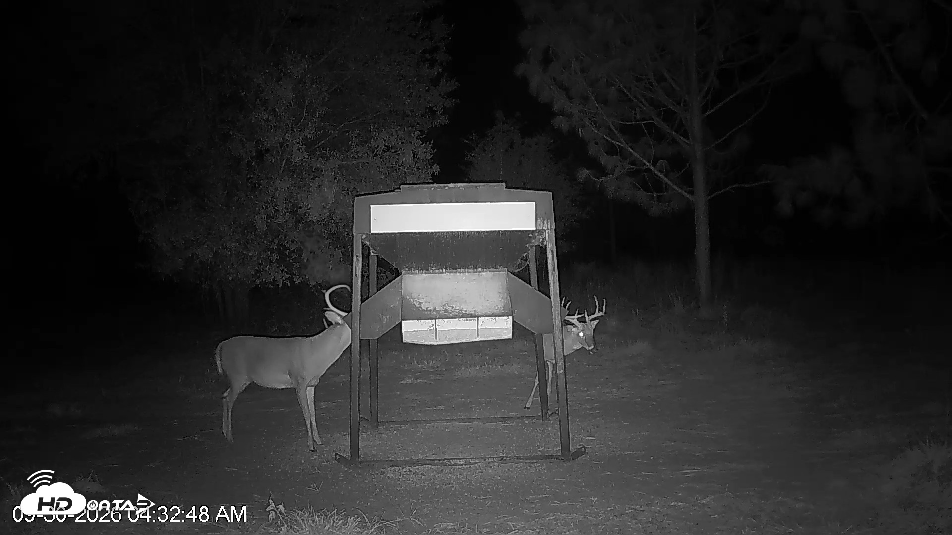Snapshot of Leesburg Georgia Live Deer Feeder Webcam taken Sep 30, 2026, 4:32am EDT