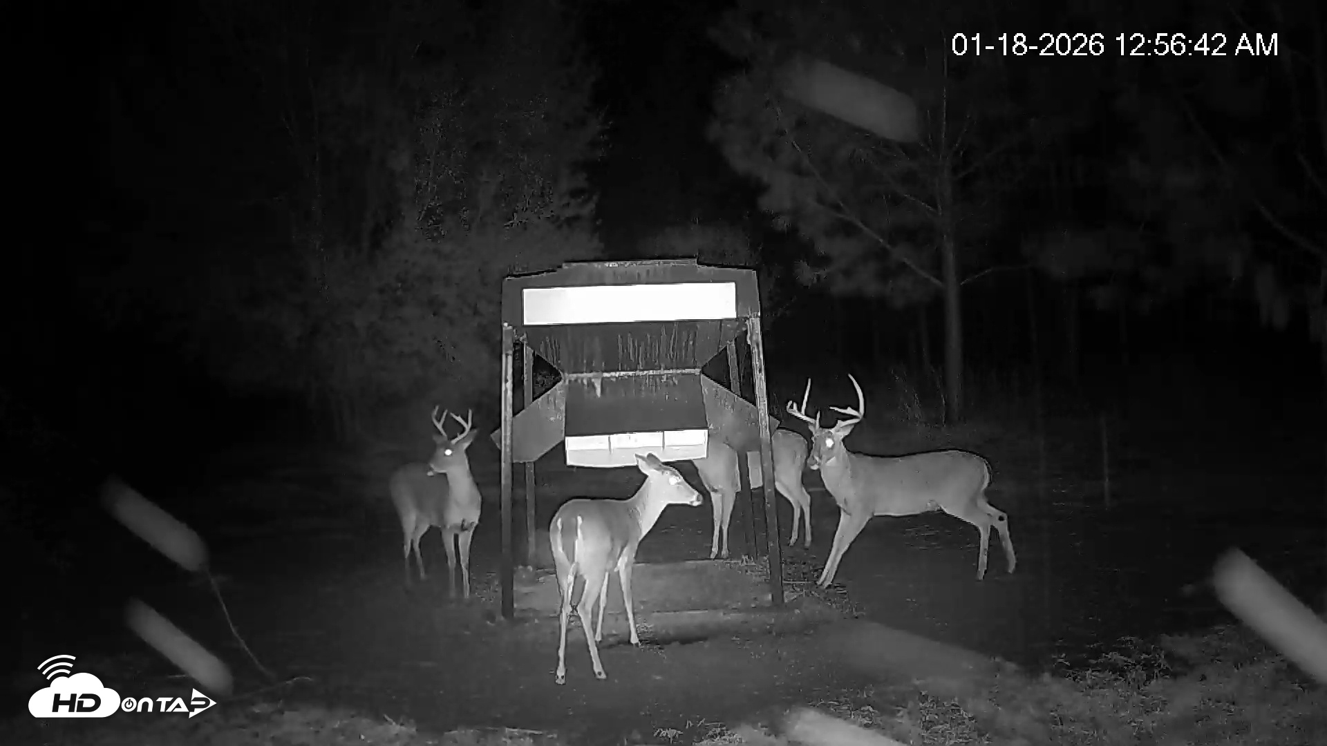 Snapshot of Leesburg Georgia Live Deer Feeder Webcam taken Jan 18, 2026, 12:56am EST