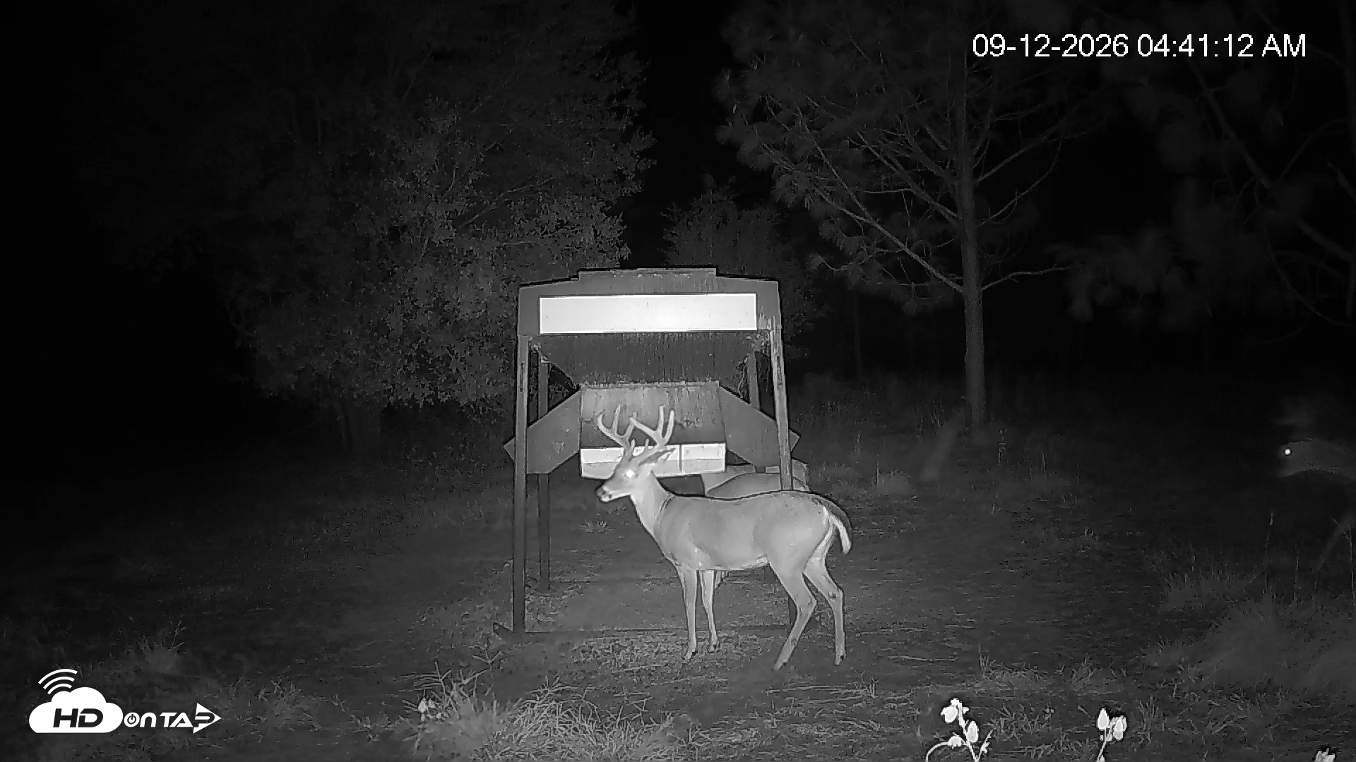 Snapshot of Leesburg Georgia Live Deer Feeder Webcam taken Sep 12, 2026, 4:41am EDT