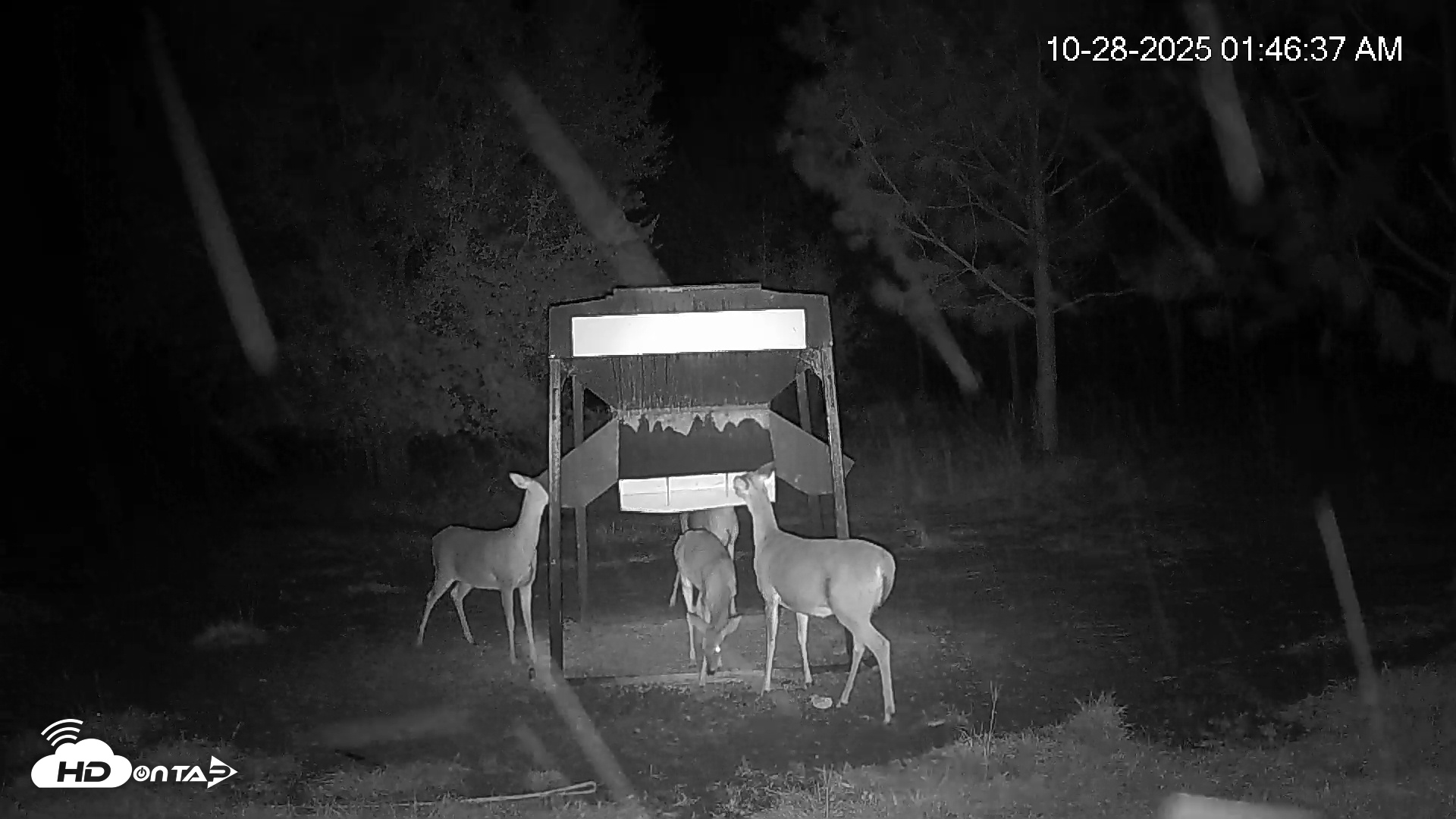 Snapshot of Leesburg Georgia Live Deer Feeder Webcam taken Oct 28, 2025, 1:46am EDT