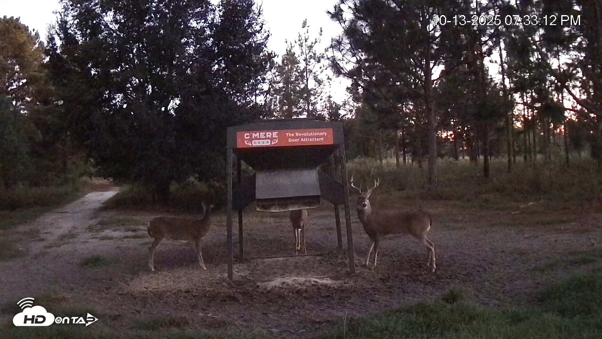 Snapshot of Leesburg Georgia Live Deer Feeder Webcam taken Oct 13, 2025, 7:33pm EDT