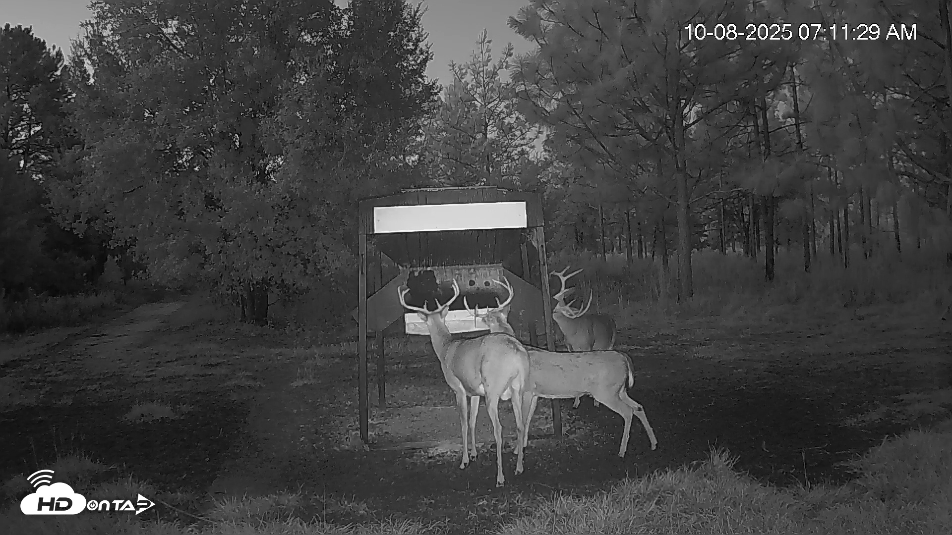 Snapshot of Leesburg Georgia Live Deer Feeder Webcam taken Oct 8, 2025, 7:12am EDT