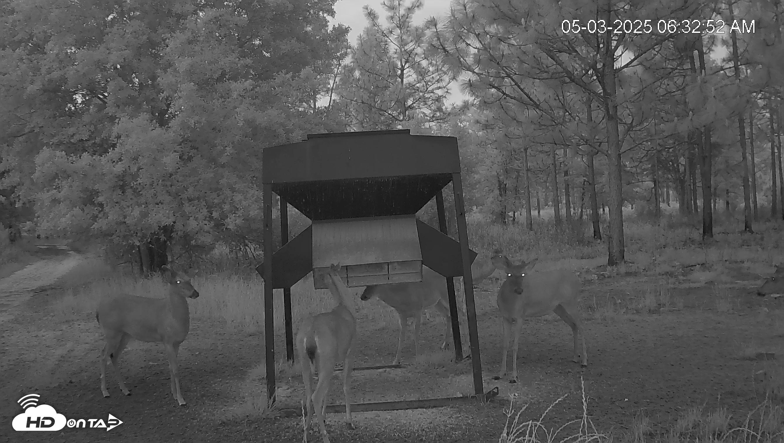 Snapshot of Leesburg Georgia Live Deer Feeder Webcam taken May 3, 2025, 6:33am EDT