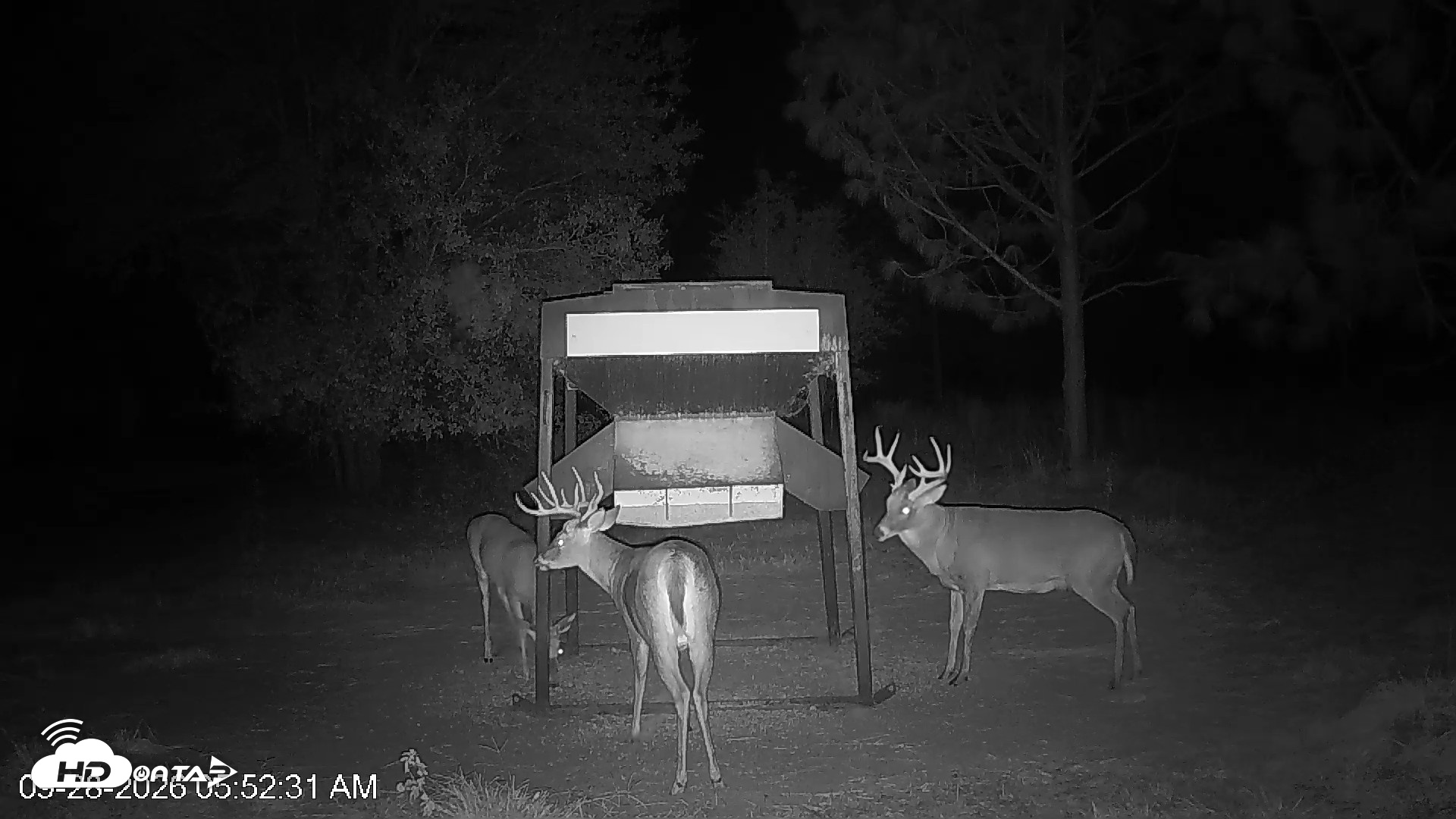 Snapshot of Leesburg Georgia Live Deer Feeder Webcam taken Sep 28, 2026, 5:52am EDT