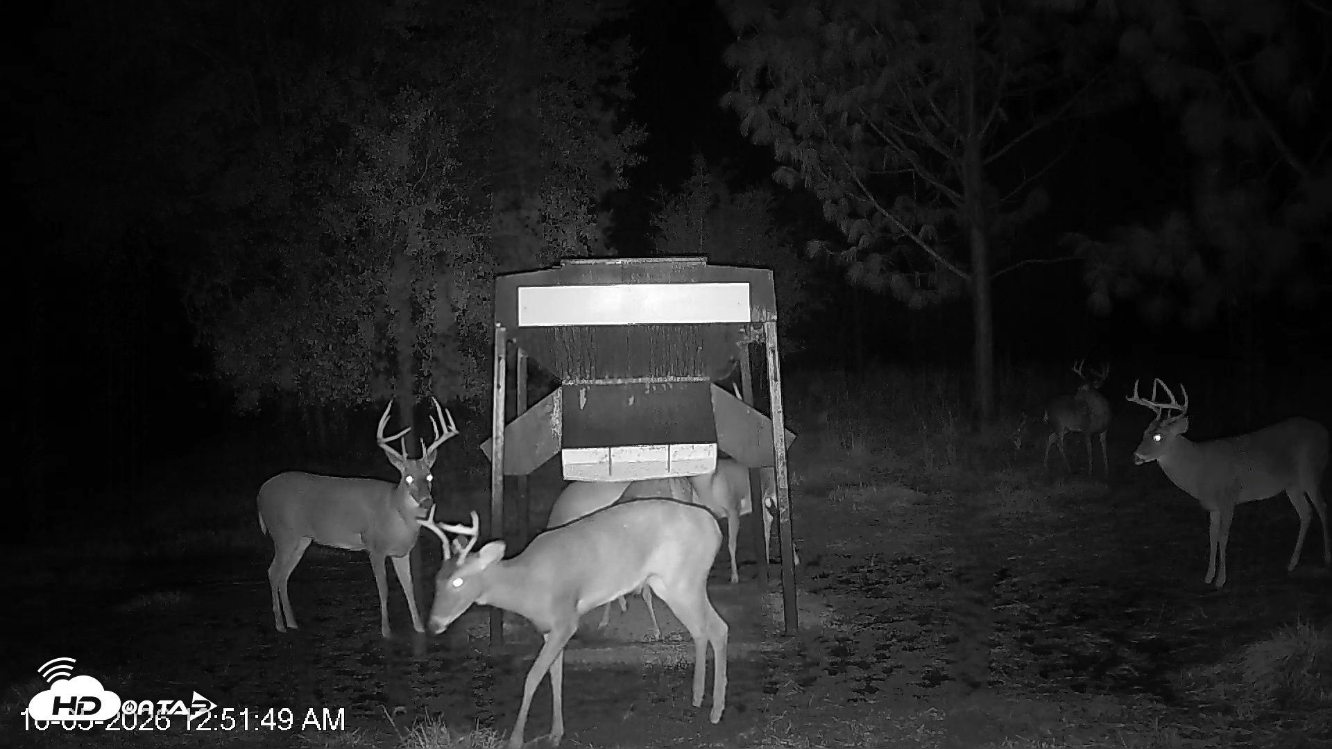 Snapshot of Leesburg Georgia Live Deer Feeder Webcam taken Oct 5, 2026, 12:51am EDT