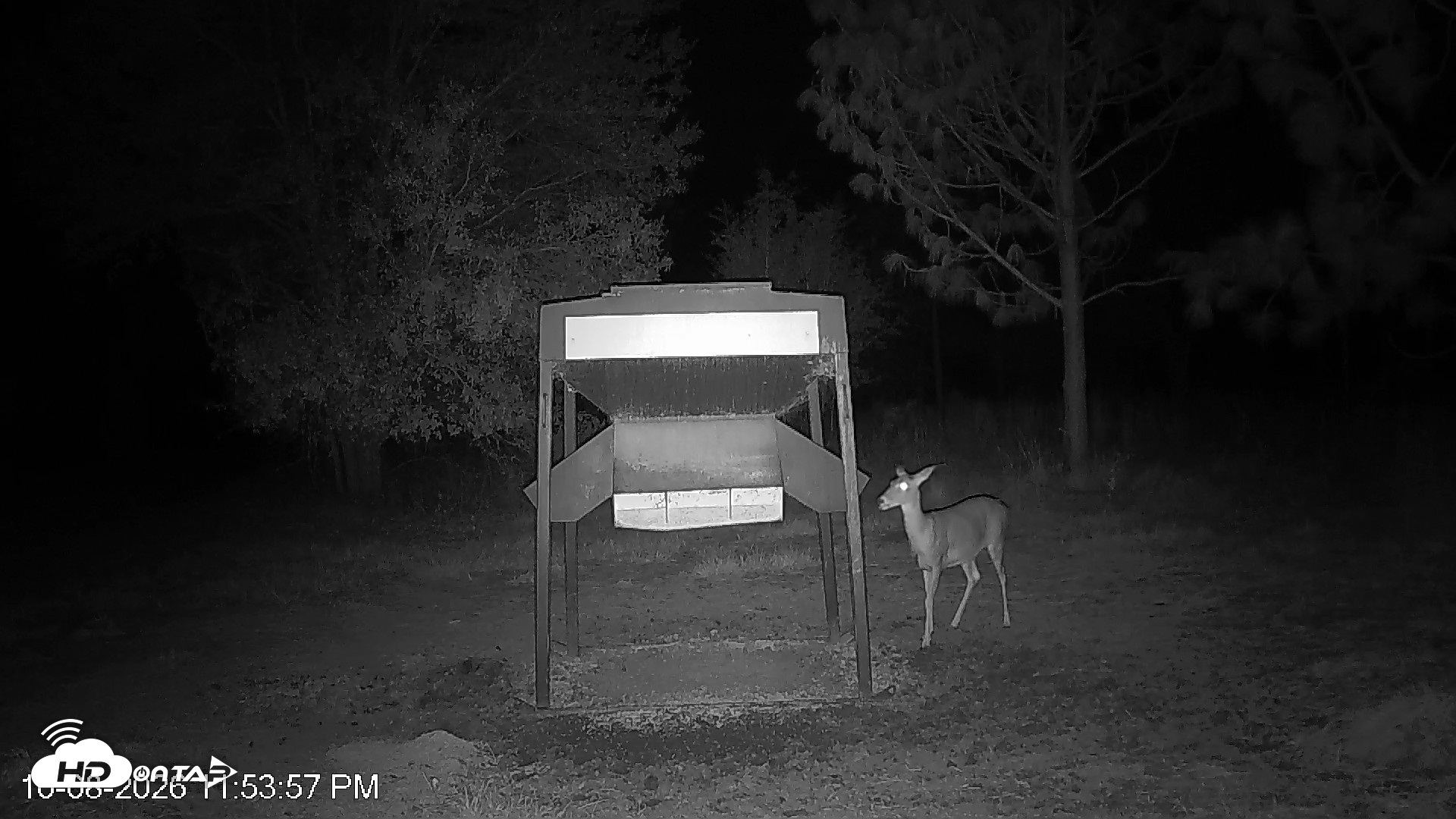 Snapshot of Leesburg Georgia Live Deer Feeder Webcam taken Oct 8, 2026, 11:53pm EDT
