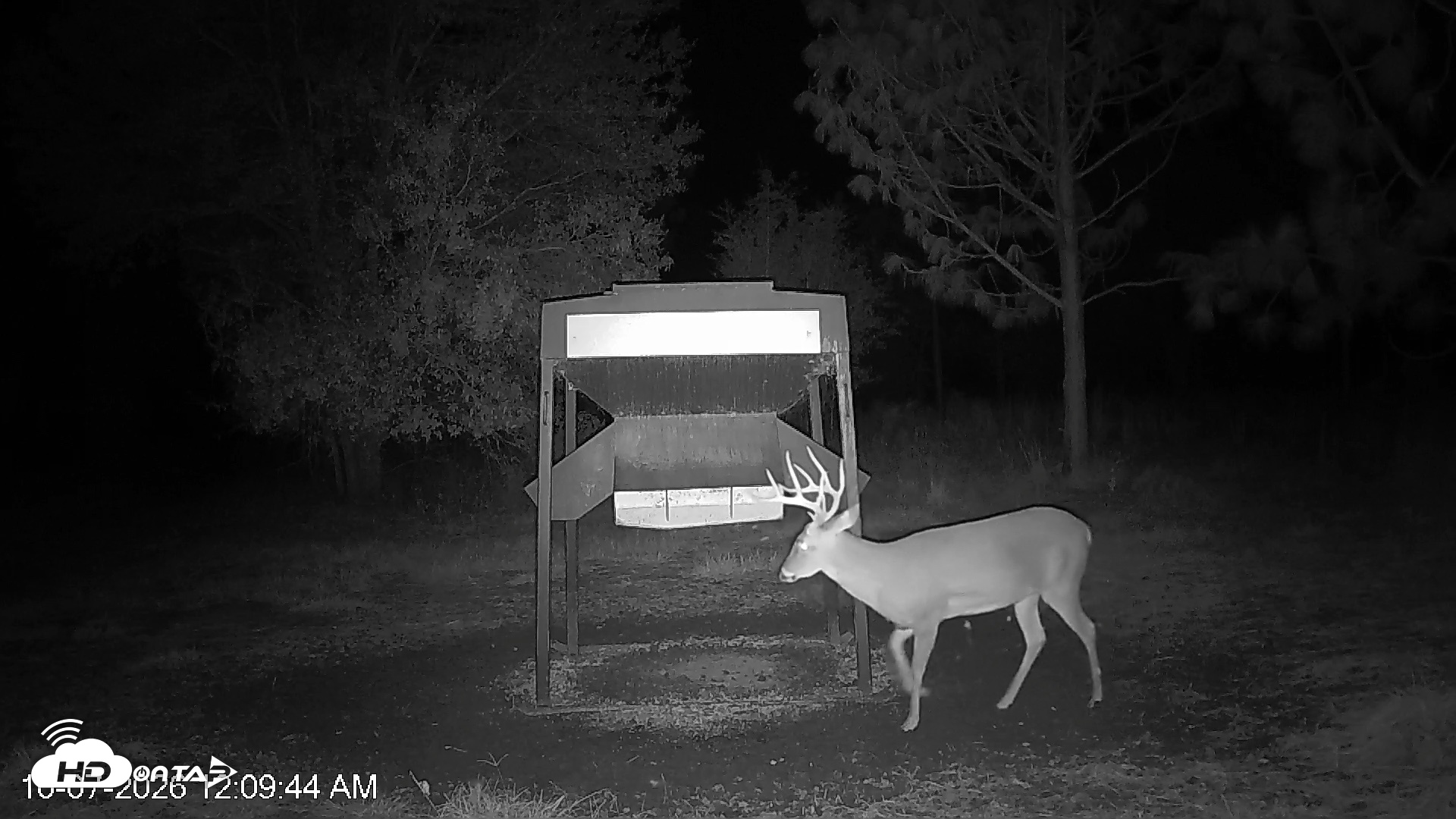 Snapshot of Leesburg Georgia Live Deer Feeder Webcam taken Oct 7, 2026, 12:09am EDT