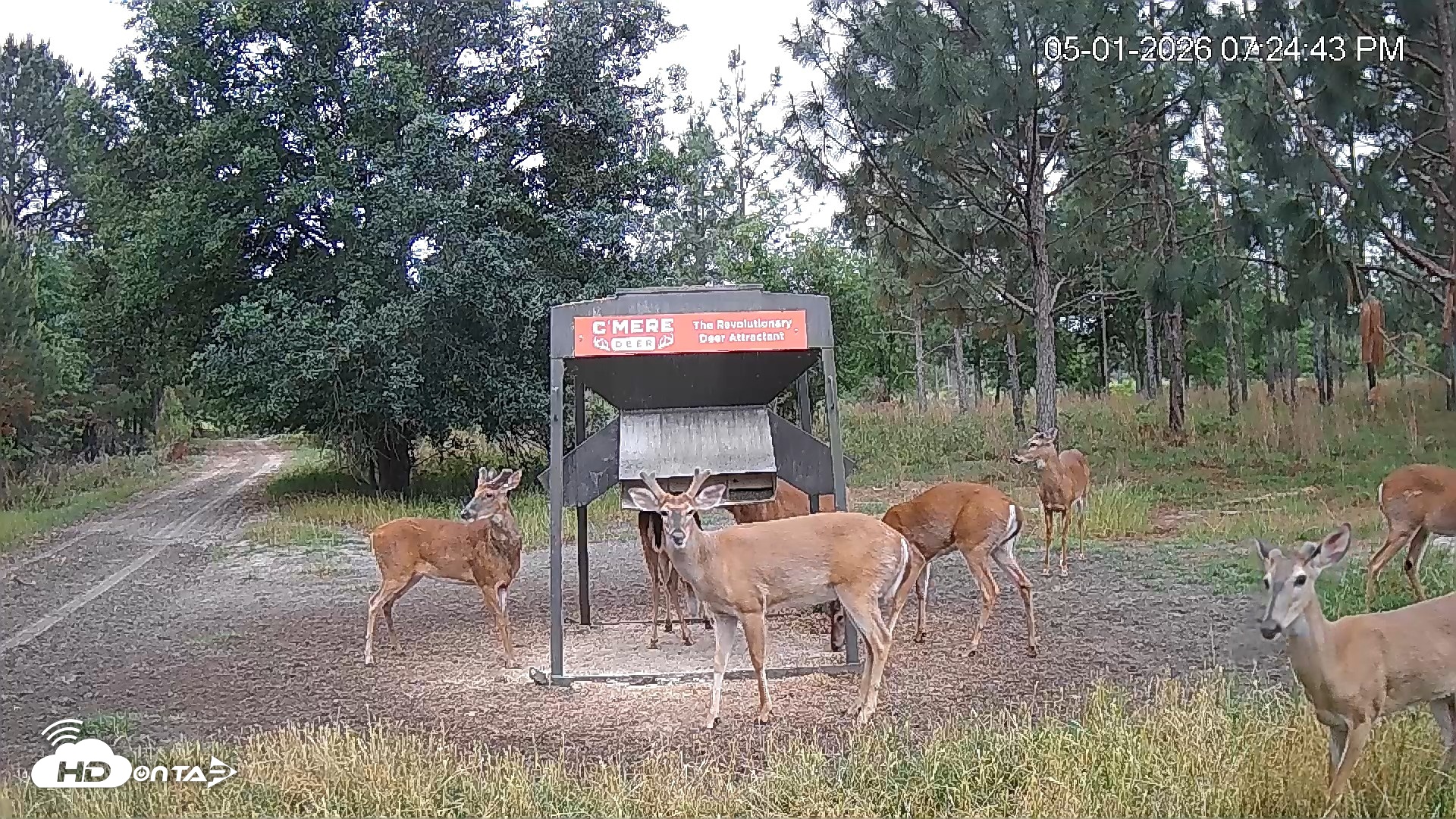 Snapshot of Leesburg Georgia Live Deer Feeder Webcam taken May 1, 2026, 7:24pm EDT