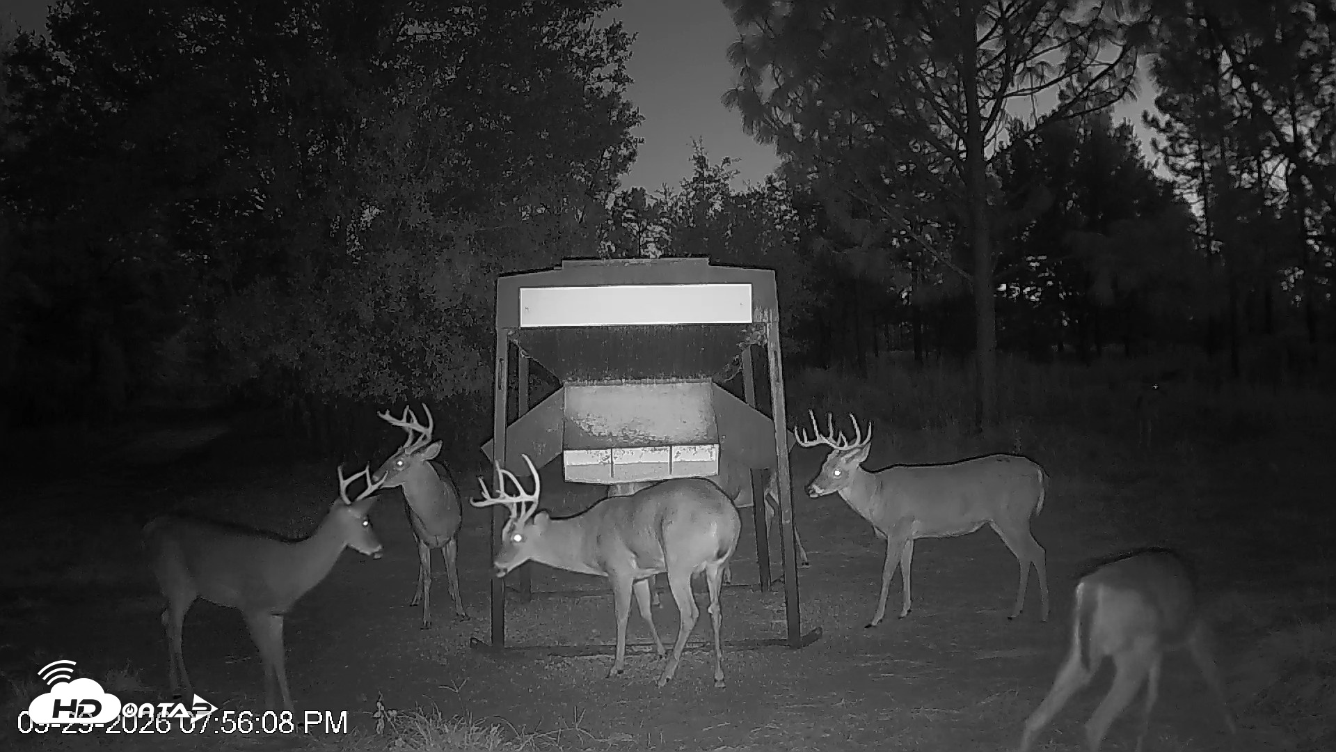 Snapshot of Leesburg Georgia Live Deer Feeder Webcam taken Sep 29, 2026, 7:56pm EDT