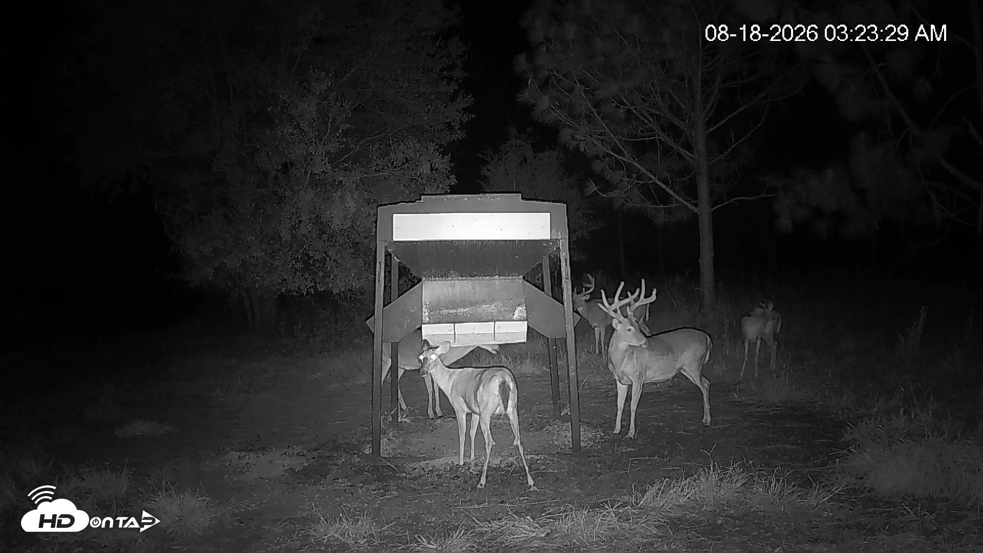 Snapshot of Leesburg Georgia Live Deer Feeder Webcam taken Aug 18, 2026, 3:24am EDT