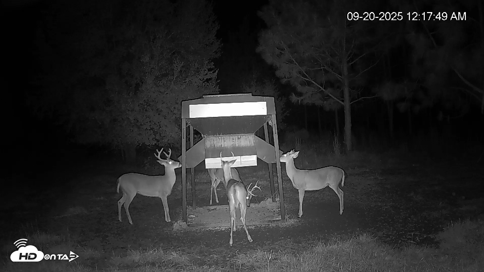 Snapshot of Leesburg Georgia Live Deer Feeder Webcam taken Sep 20, 2025, 12:17am EDT