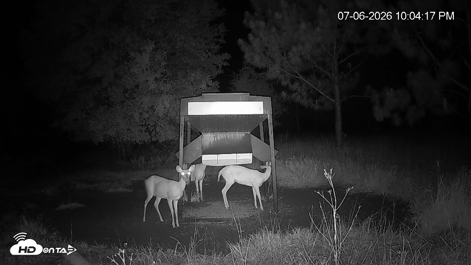 Snapshot of Leesburg Georgia Live Deer Feeder Webcam taken Jul 6, 2026, 10:04pm EDT